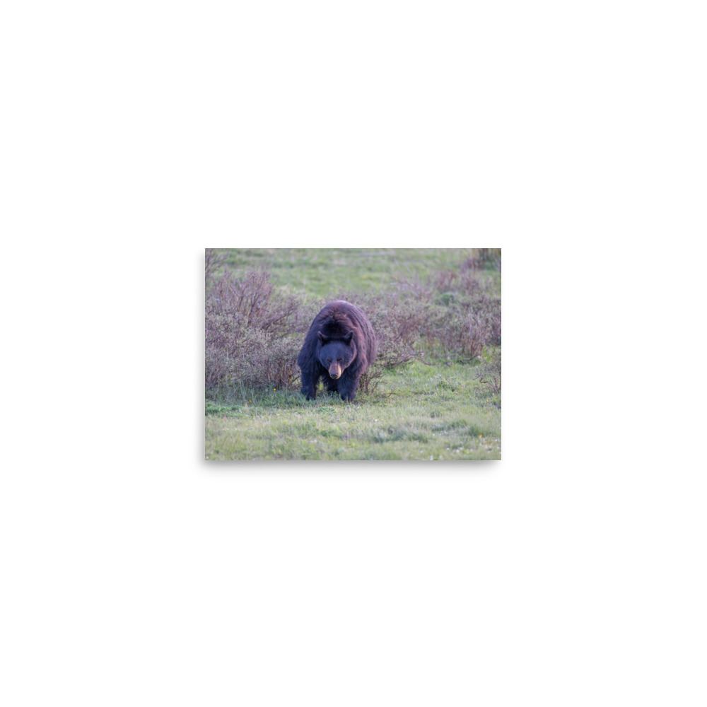 American black bear! Photo paper poster - Image 2