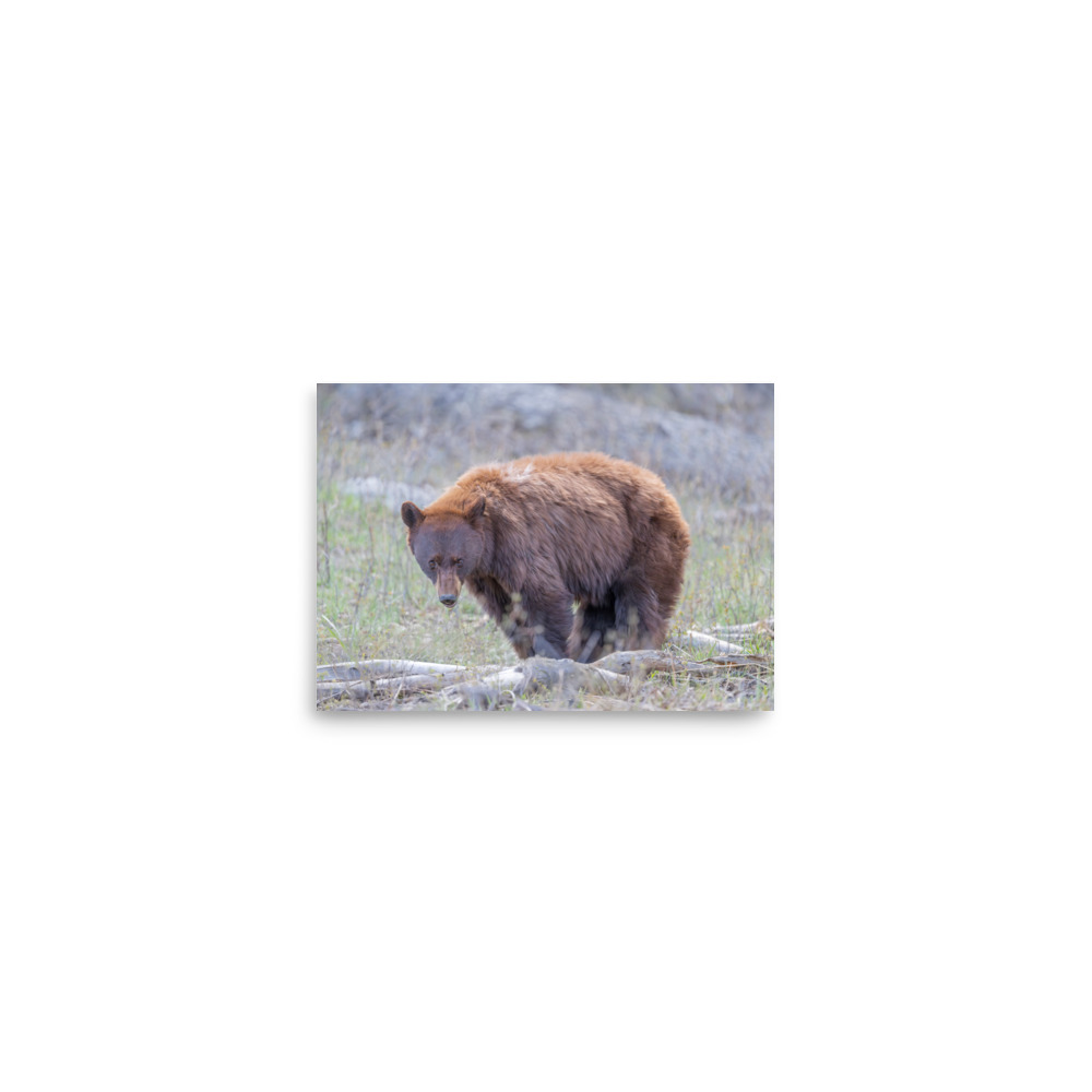 Cinnamon bear! Photo paper poster - Image 3