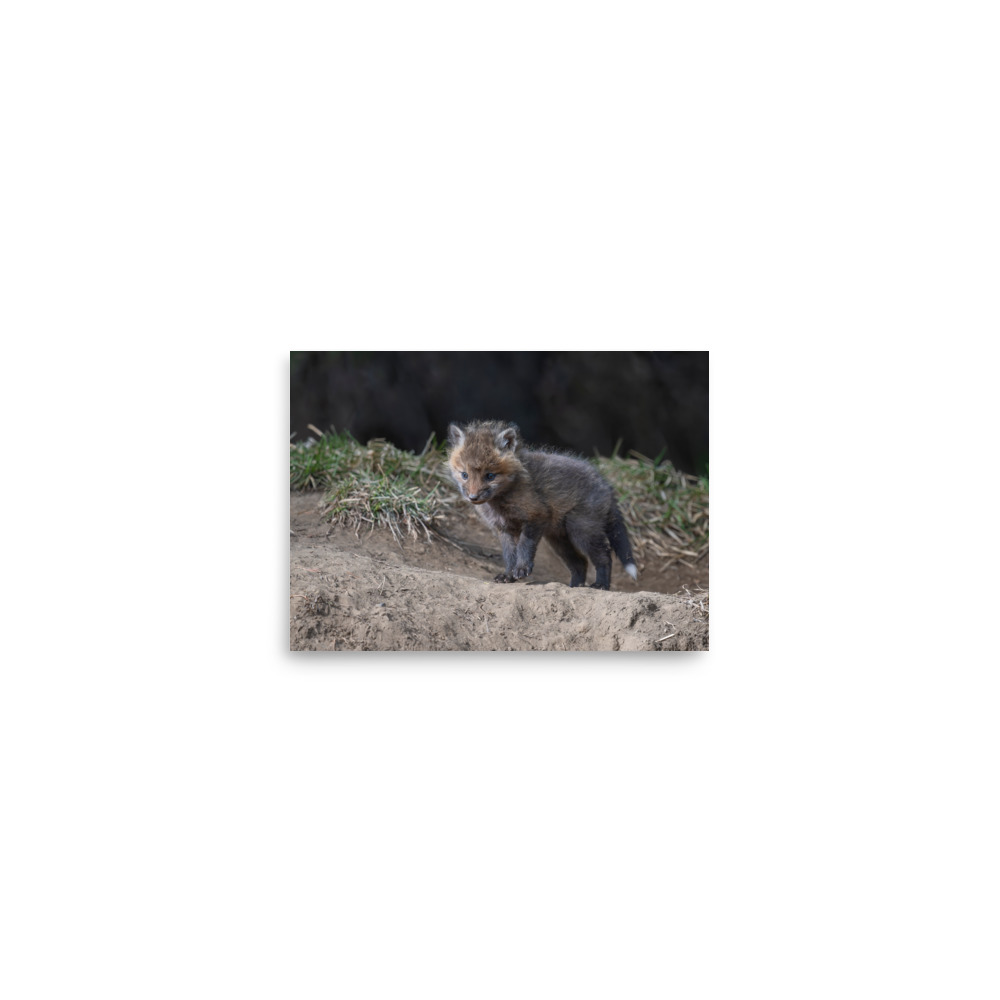 Curious Fox Cub! Photo paper poster - Image 2