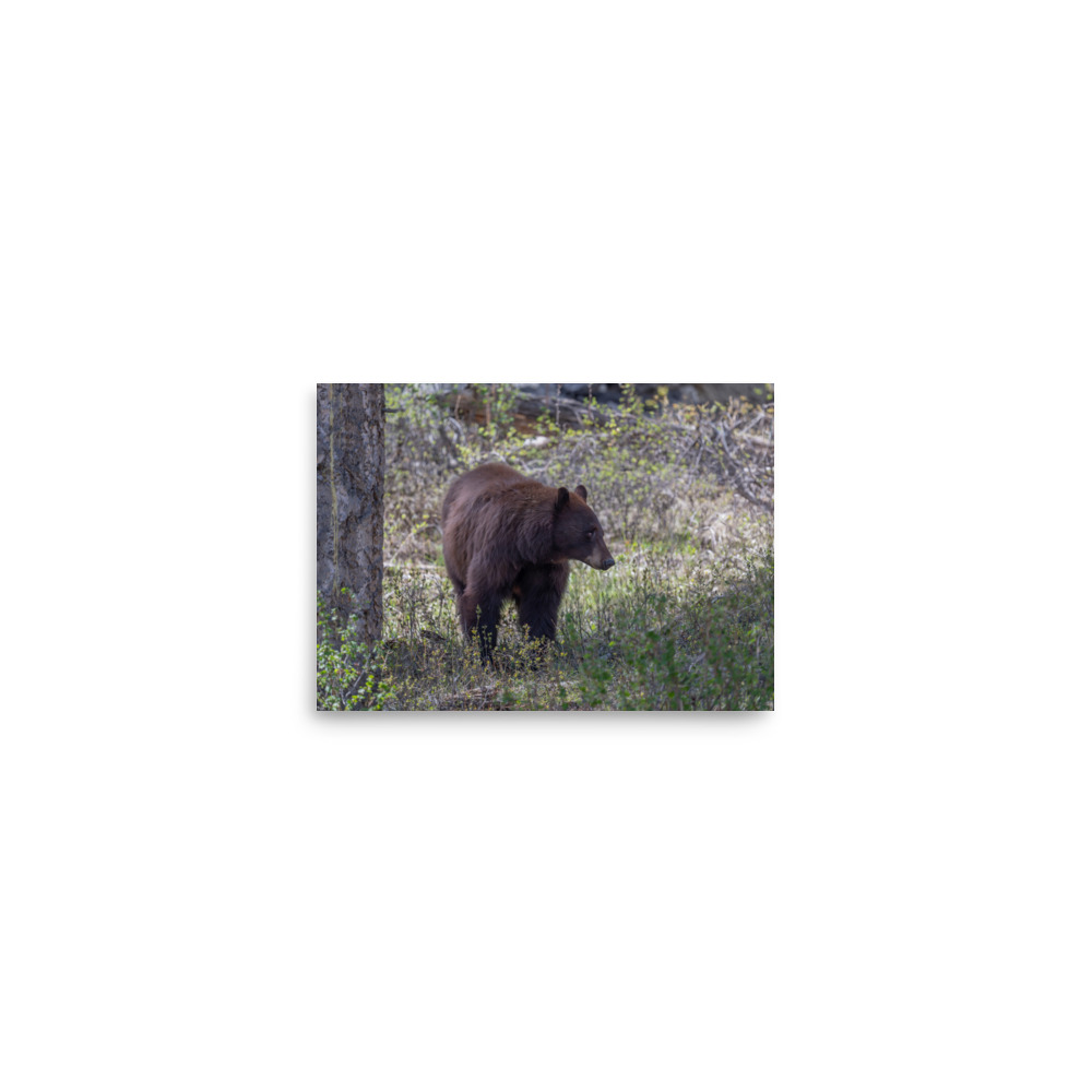 Cinnamon bear! Photo paper poster - Image 3