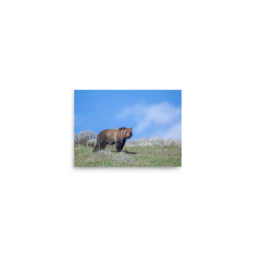 Gentle Brown Eyes in a Blue Sky! Photo paper poster - Image 3