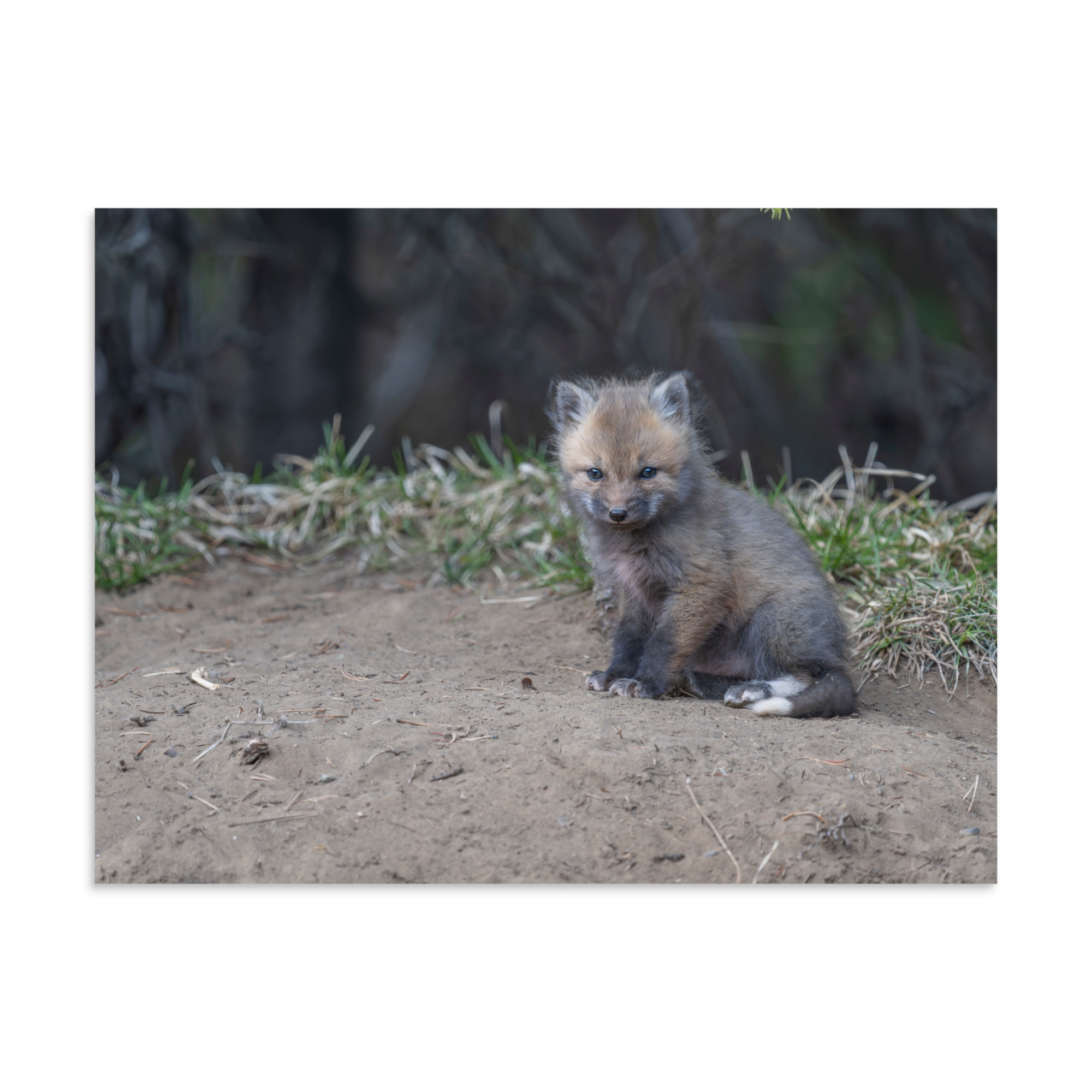 Baby Fox! Photo paper poster - Image 20