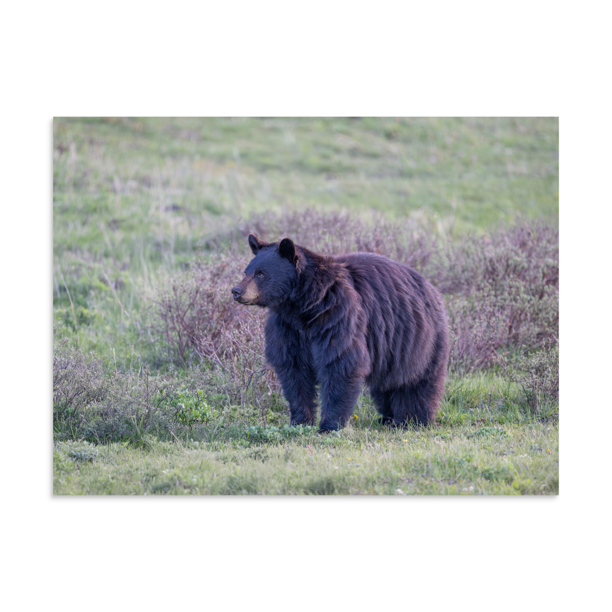 American black bear! Photo paper poster - Image 20