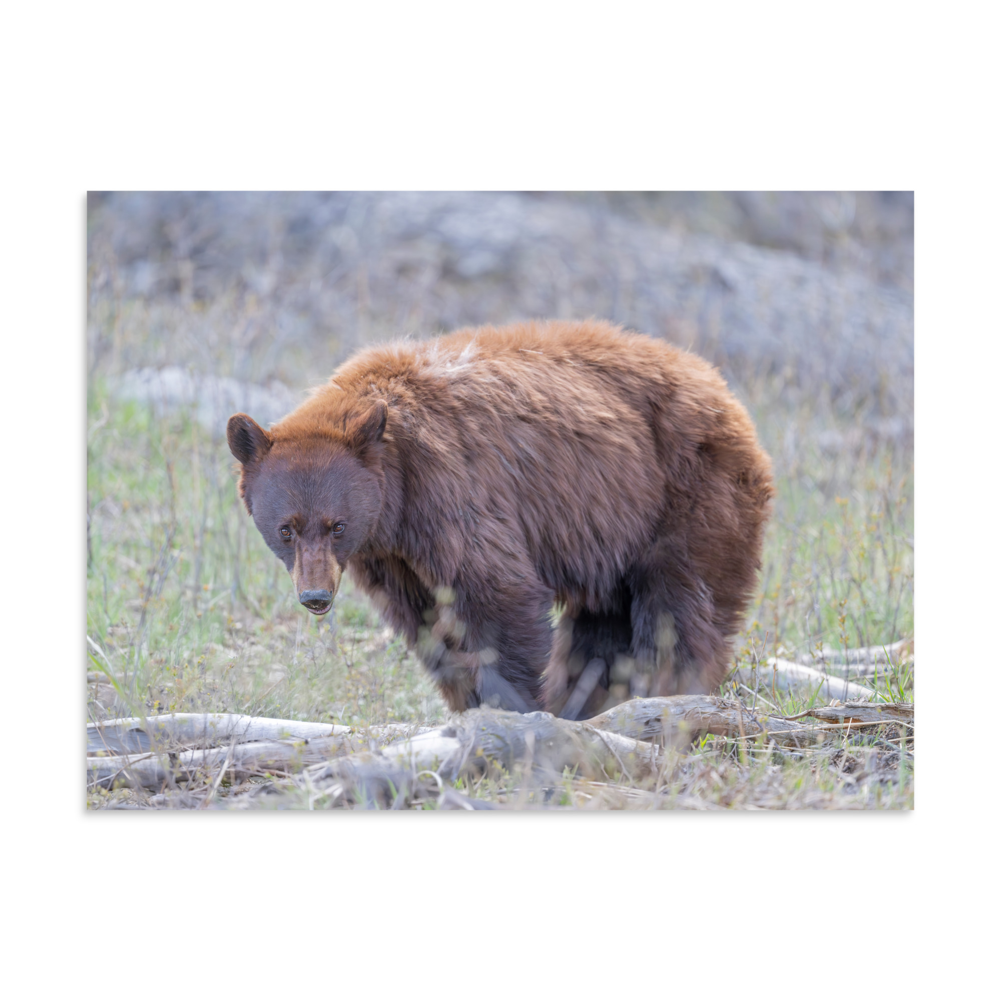 Cinnamon bear! Photo paper poster - Image 18
