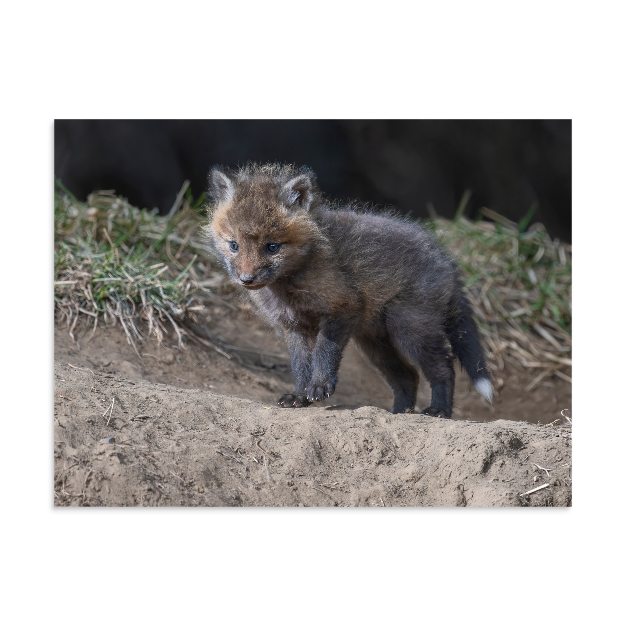 Curious Fox Cub! Photo paper poster - Image 20