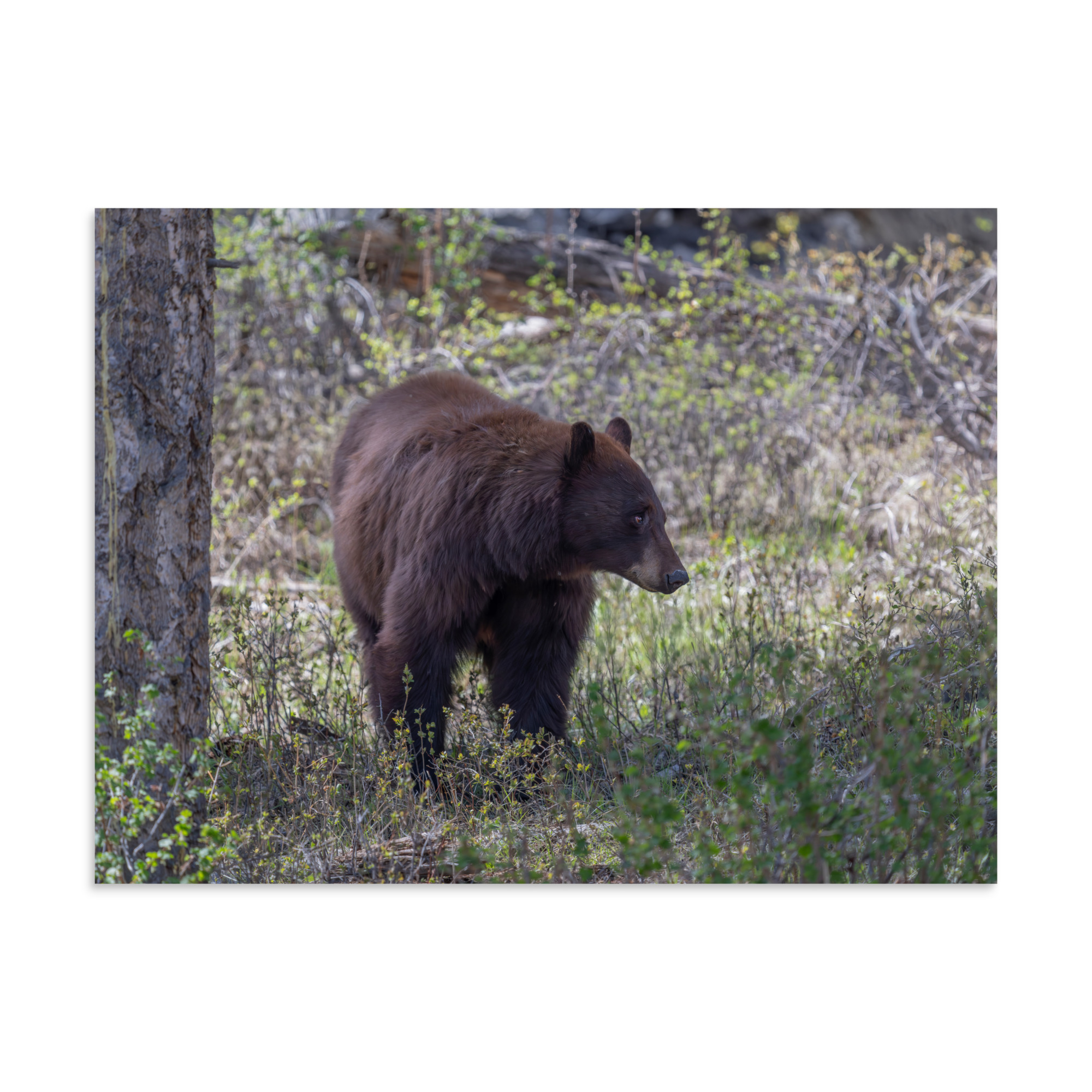 Cinnamon bear! Photo paper poster - Image 20