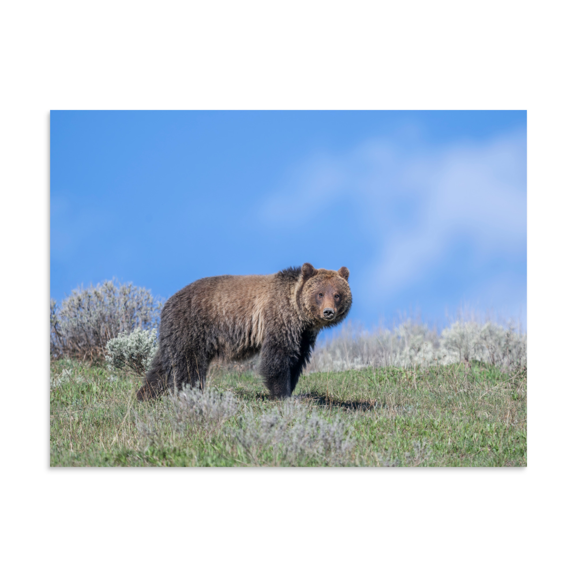 Gentle Brown Eyes in a Blue Sky! Photo paper poster - Image 20