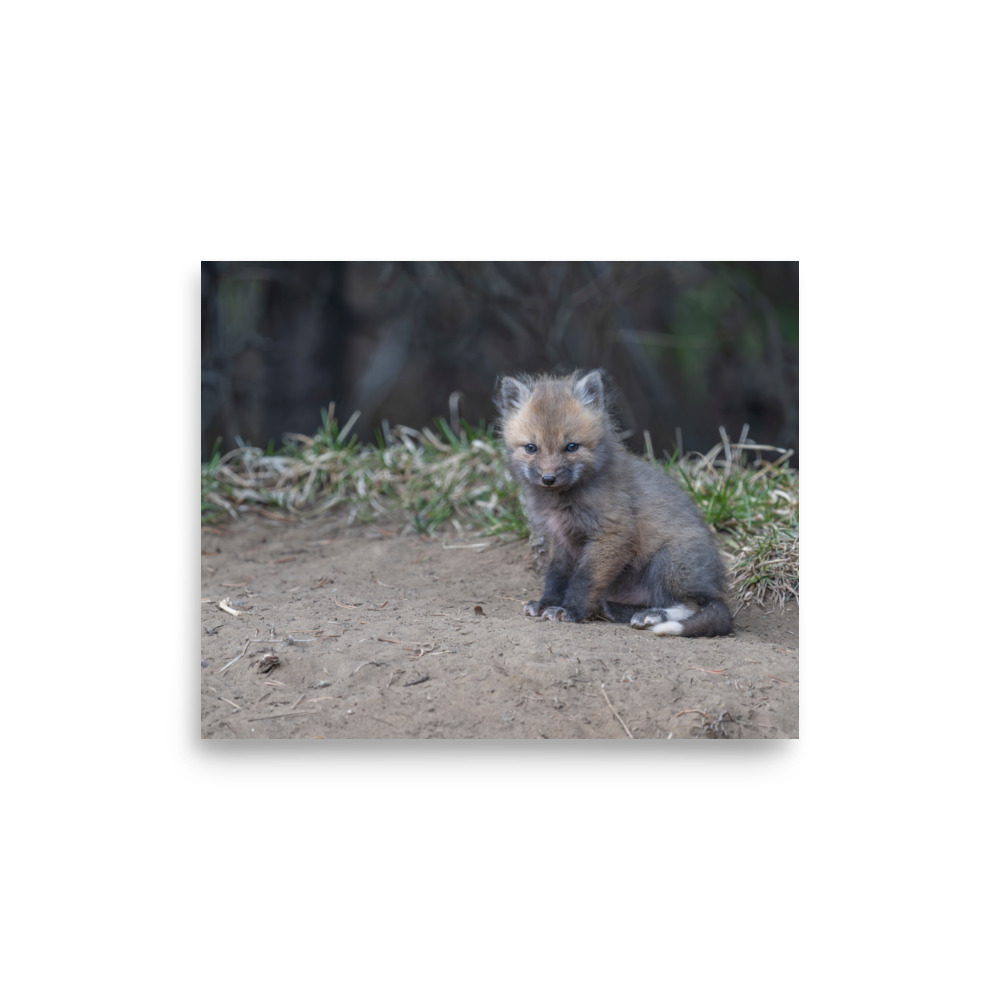 Baby Fox! Photo paper poster - Image 21