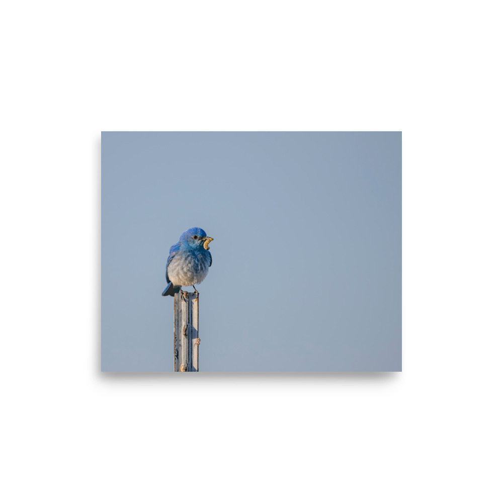 Mountain Blue Bird with food! Photo paper poster - Image 20