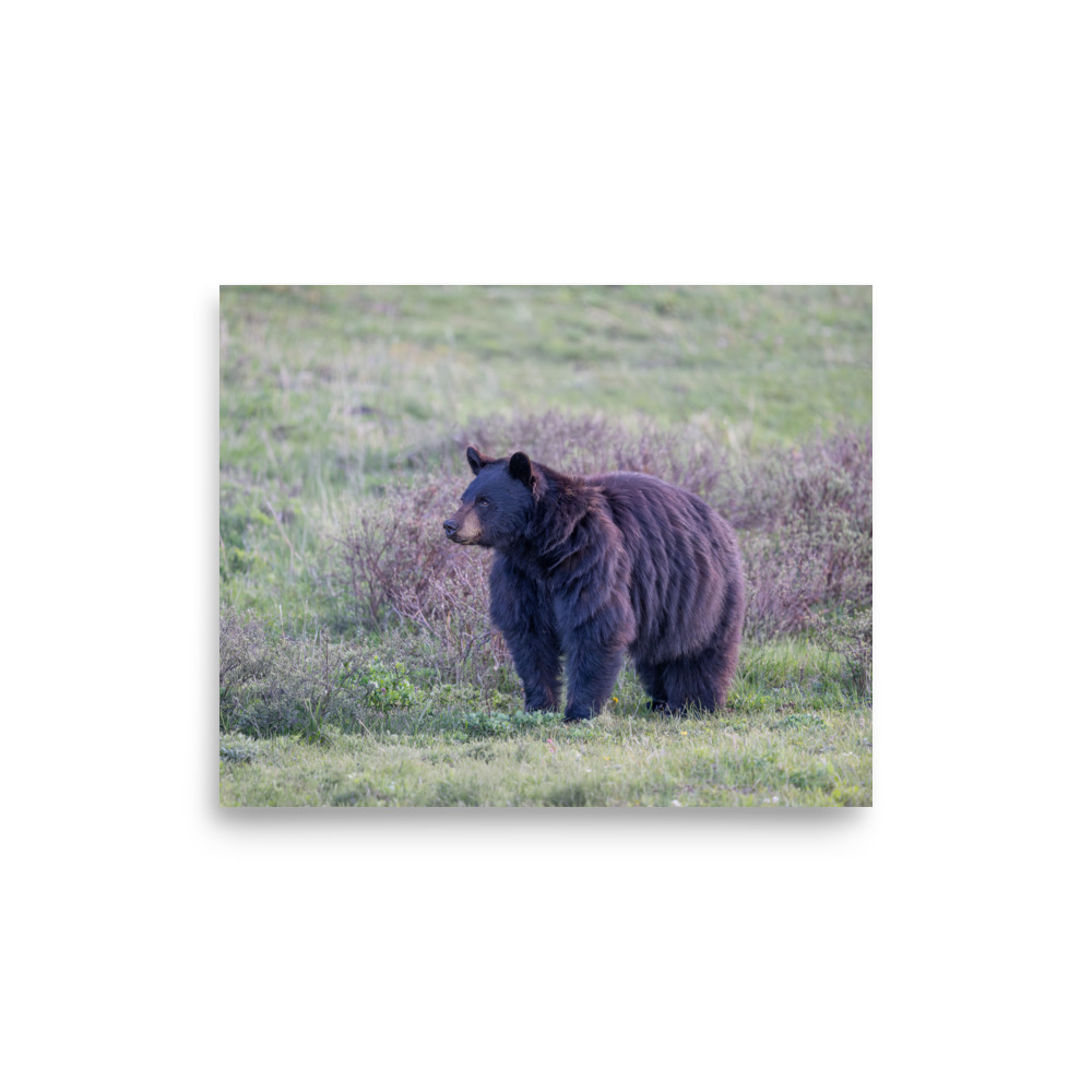 American black bear! Photo paper poster