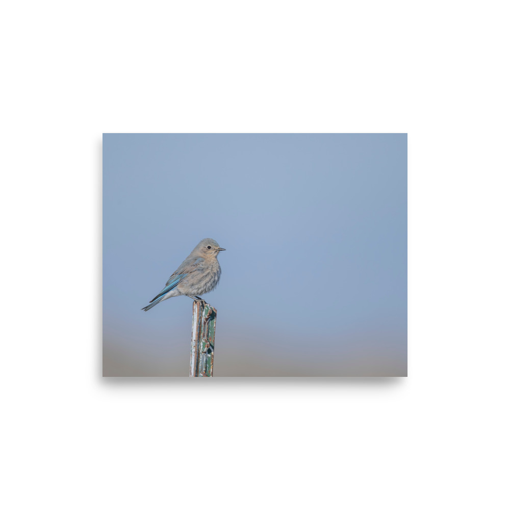 Female Mountain Bluebird! Photo paper poster - Image 20