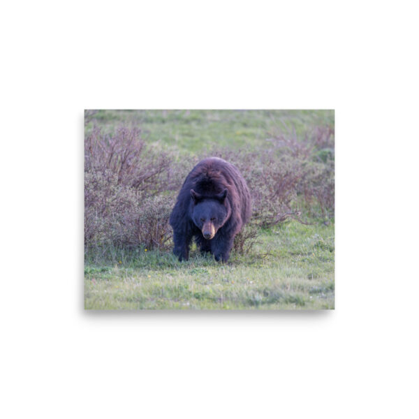 American black bear! Photo paper poster