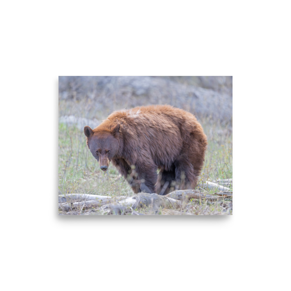 Cinnamon bear! Photo paper poster - Image 19