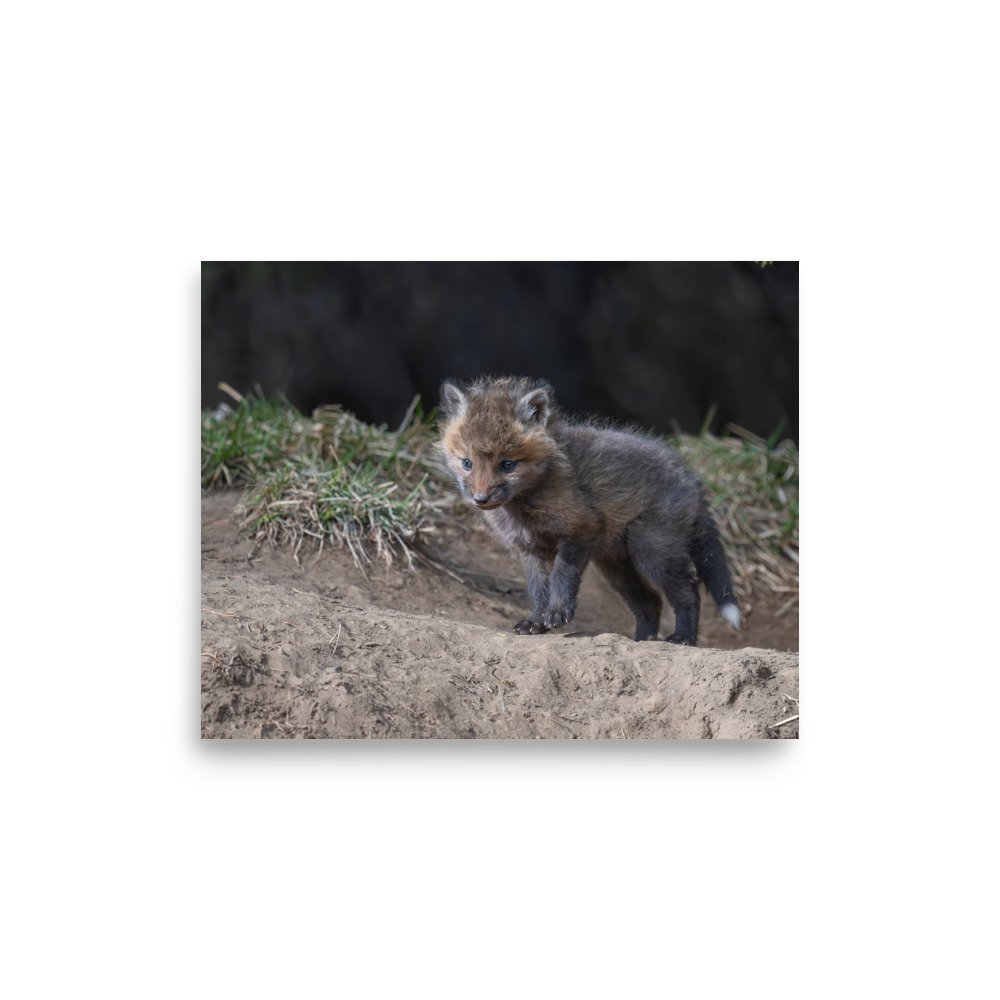 Curious Fox Cub! Photo paper poster - Image 21