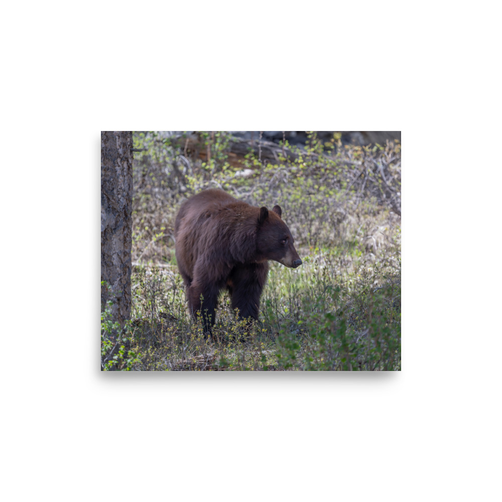 Cinnamon bear! Photo paper poster - Image 21