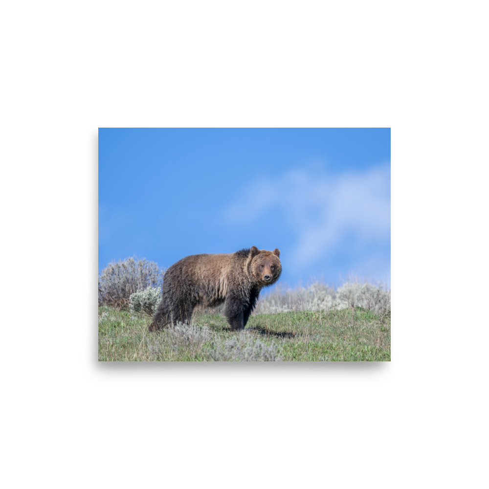 Gentle Brown Eyes in a Blue Sky! Photo paper poster - Image 21