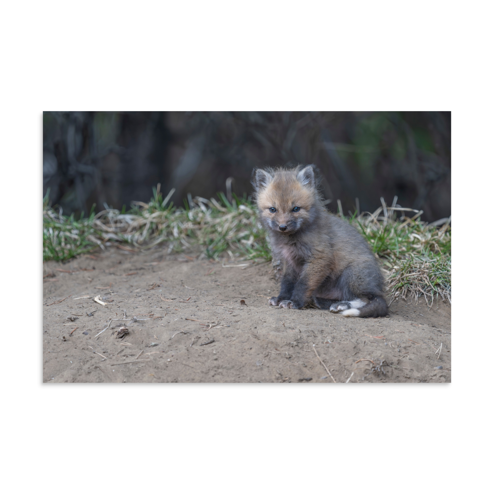 Baby Fox! Photo paper poster - Image 22