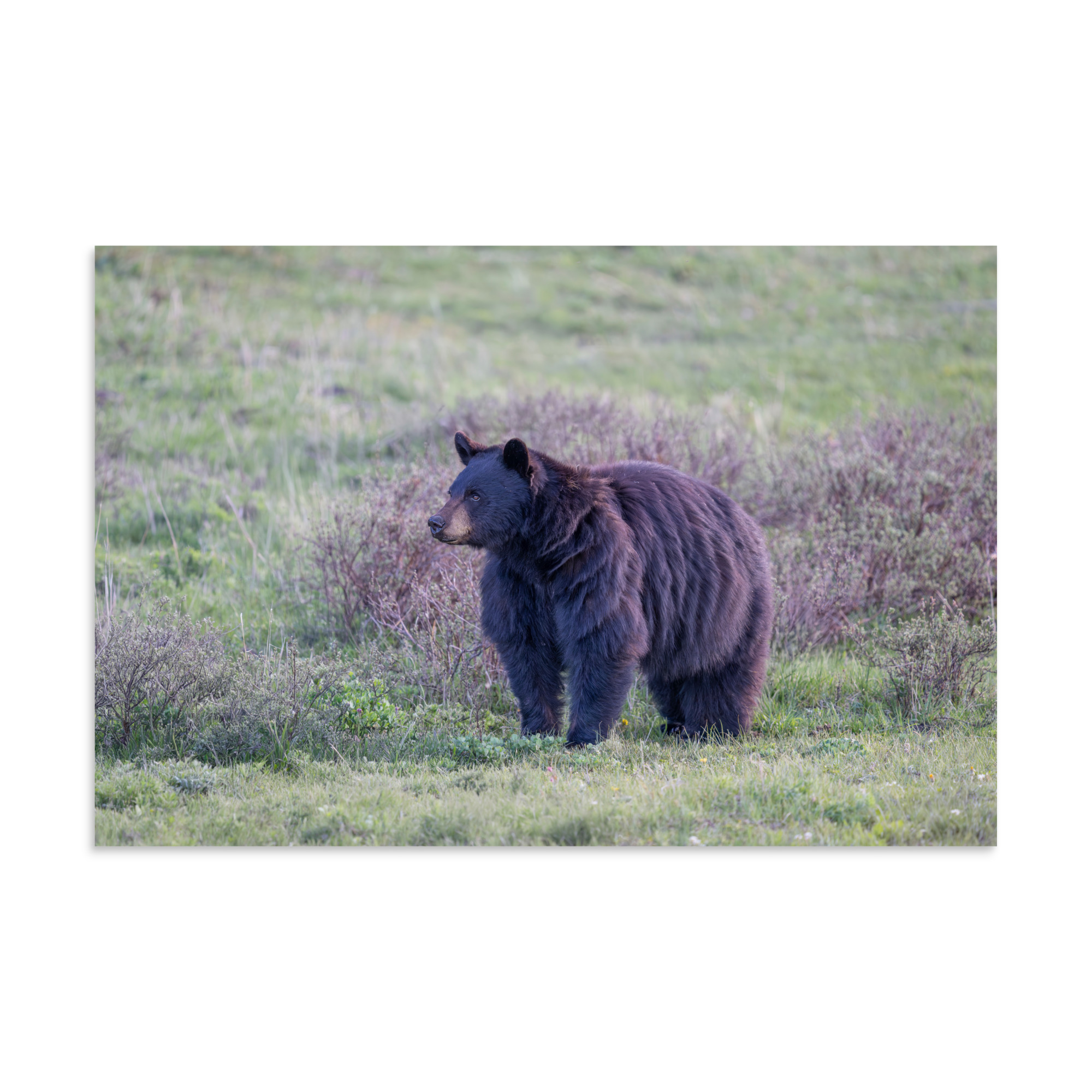 American black bear! Photo paper poster - Image 21