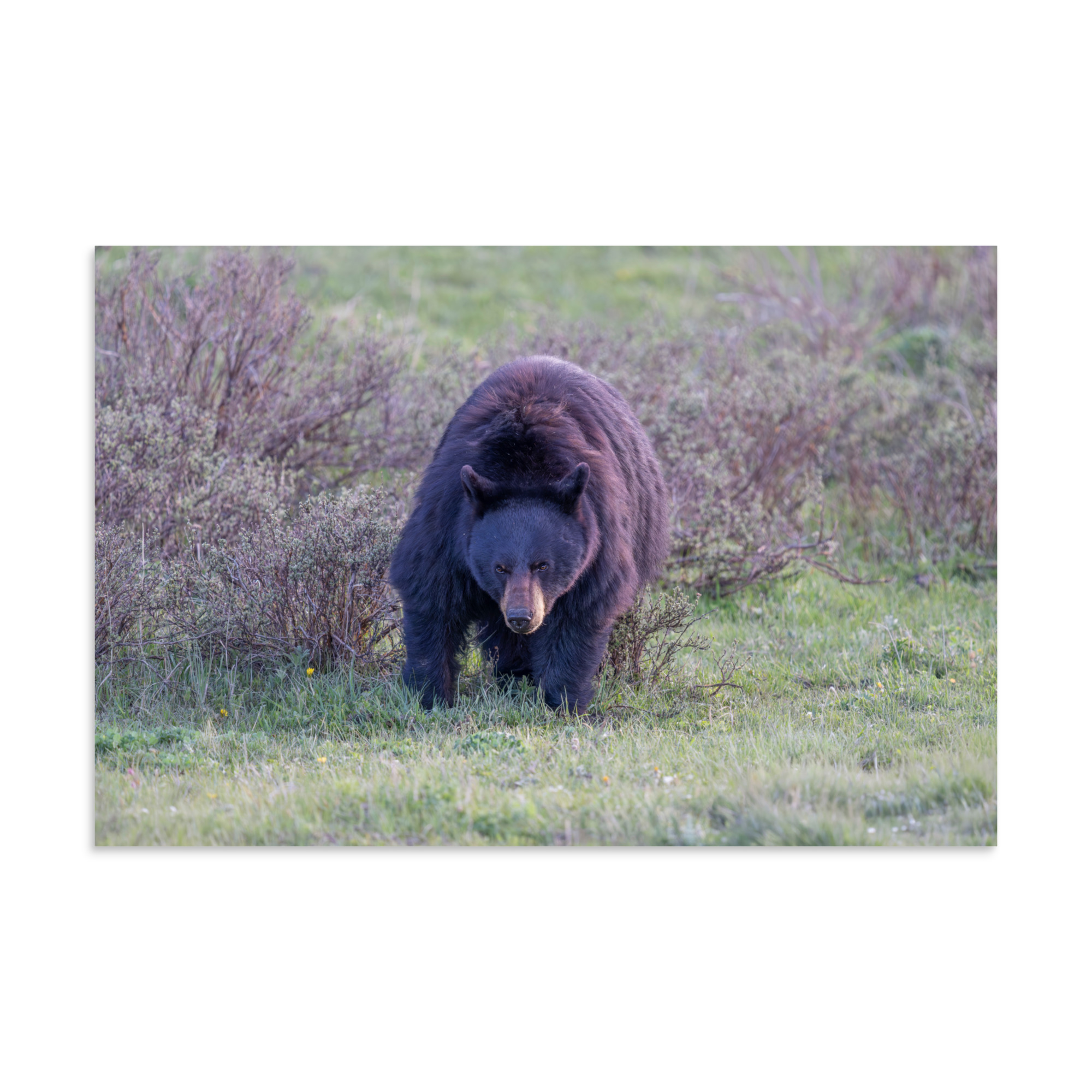American black bear! Photo paper poster - Image 21