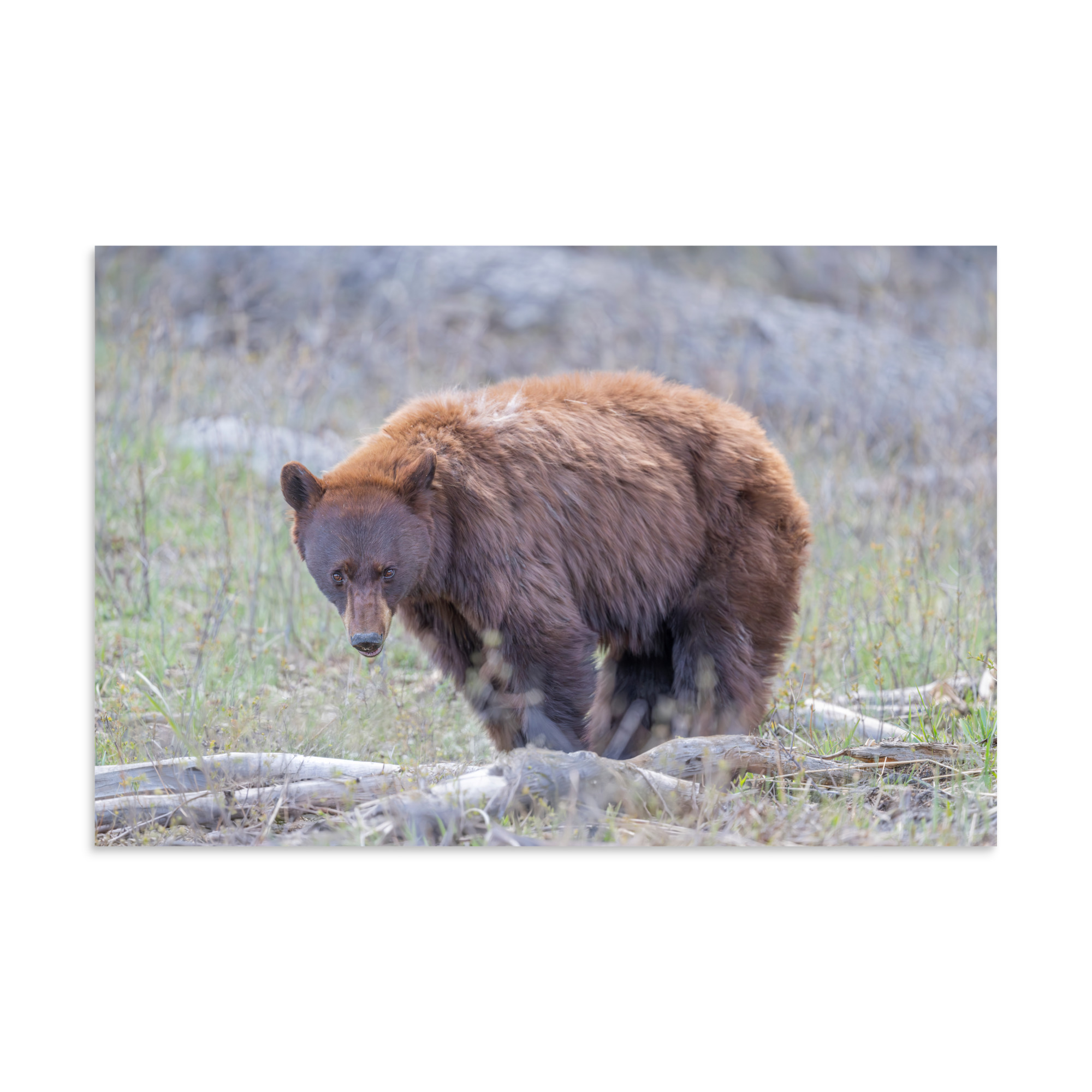 Cinnamon bear! Photo paper poster - Image 20