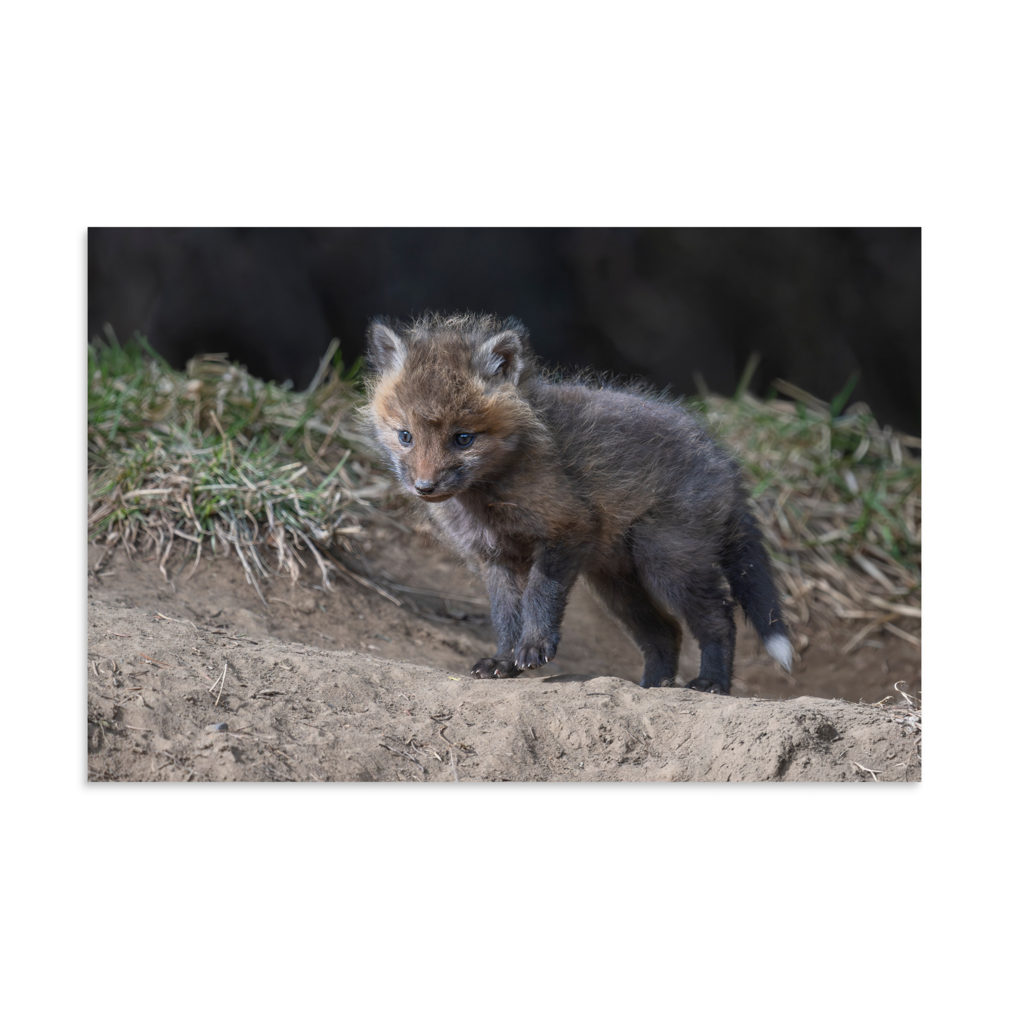 Curious Fox Cub! Photo paper poster - Image 22