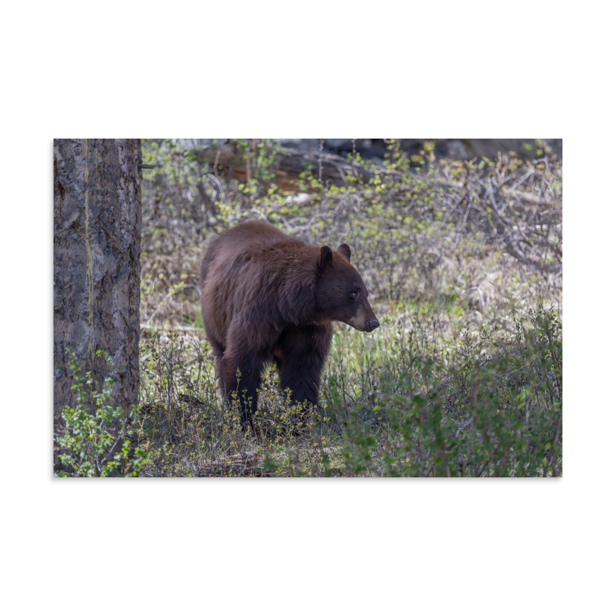 Cinnamon bear! Photo paper poster - Image 22