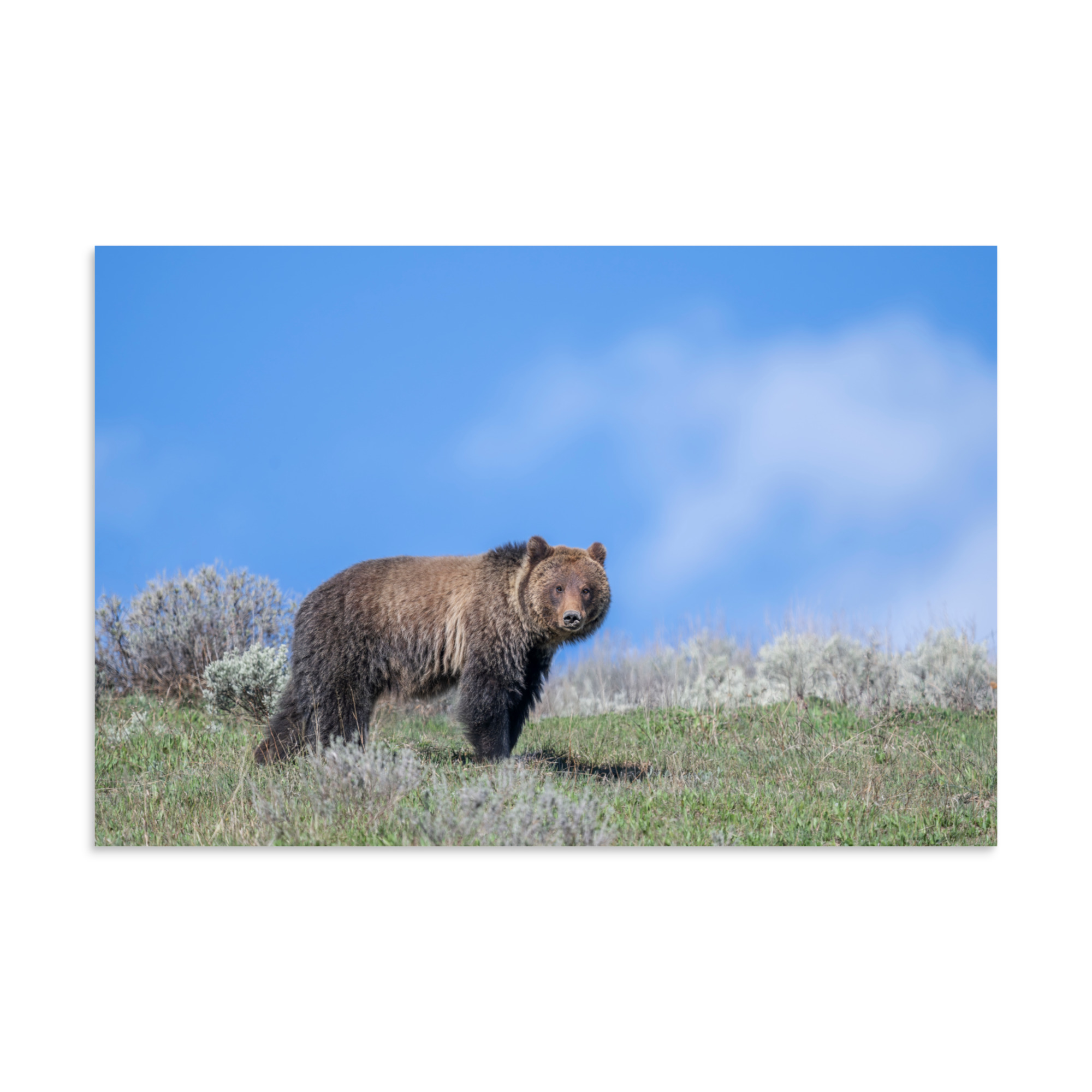 Gentle Brown Eyes in a Blue Sky! Photo paper poster - Image 22
