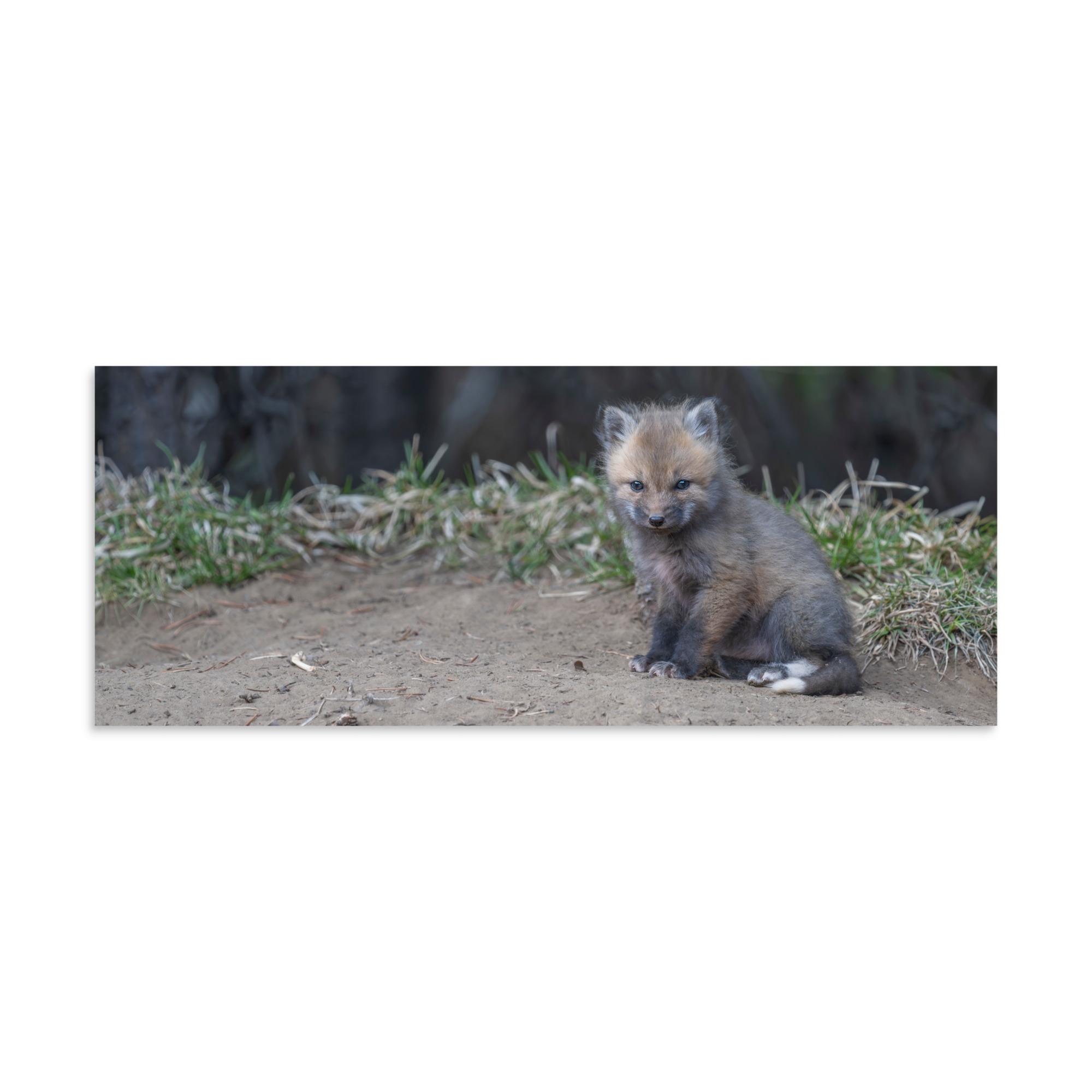 Baby Fox! Photo paper poster - Image 23