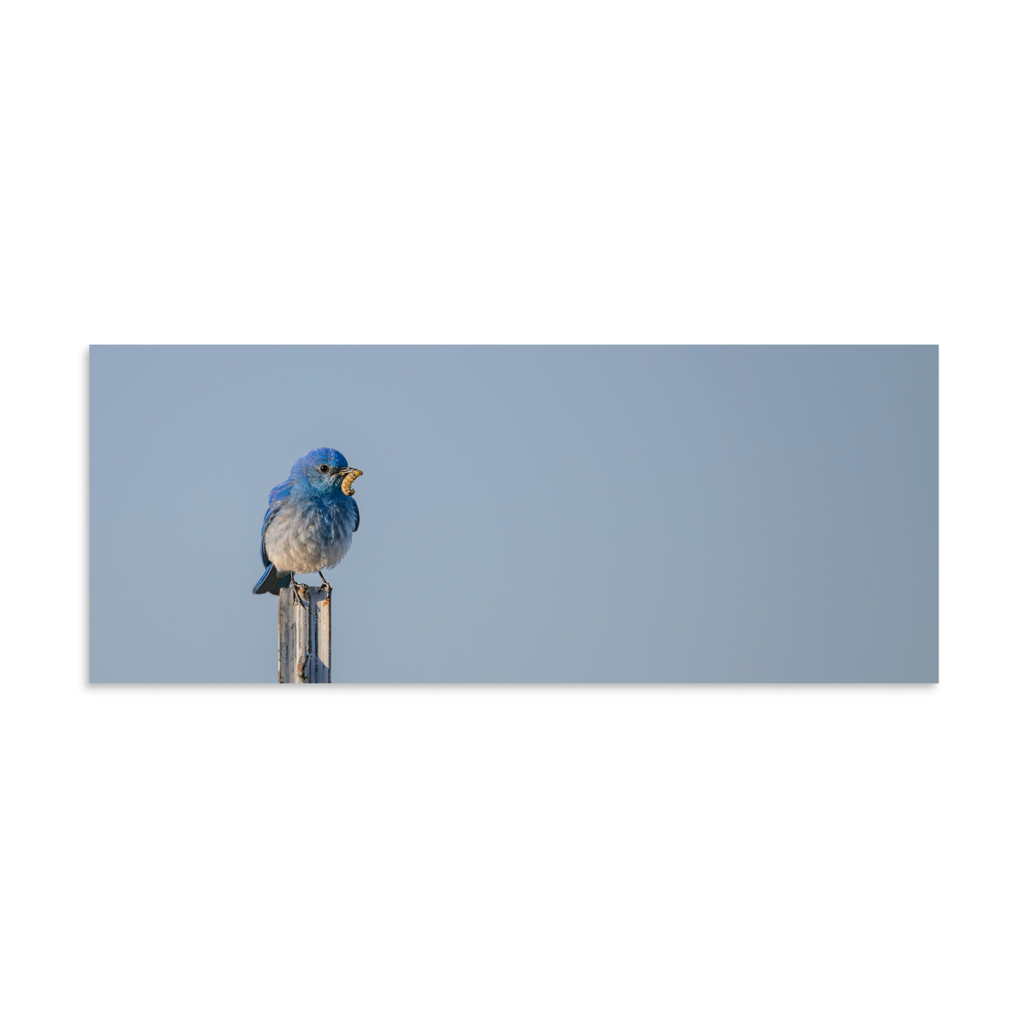 Mountain Blue Bird with food! Photo paper poster - Image 22