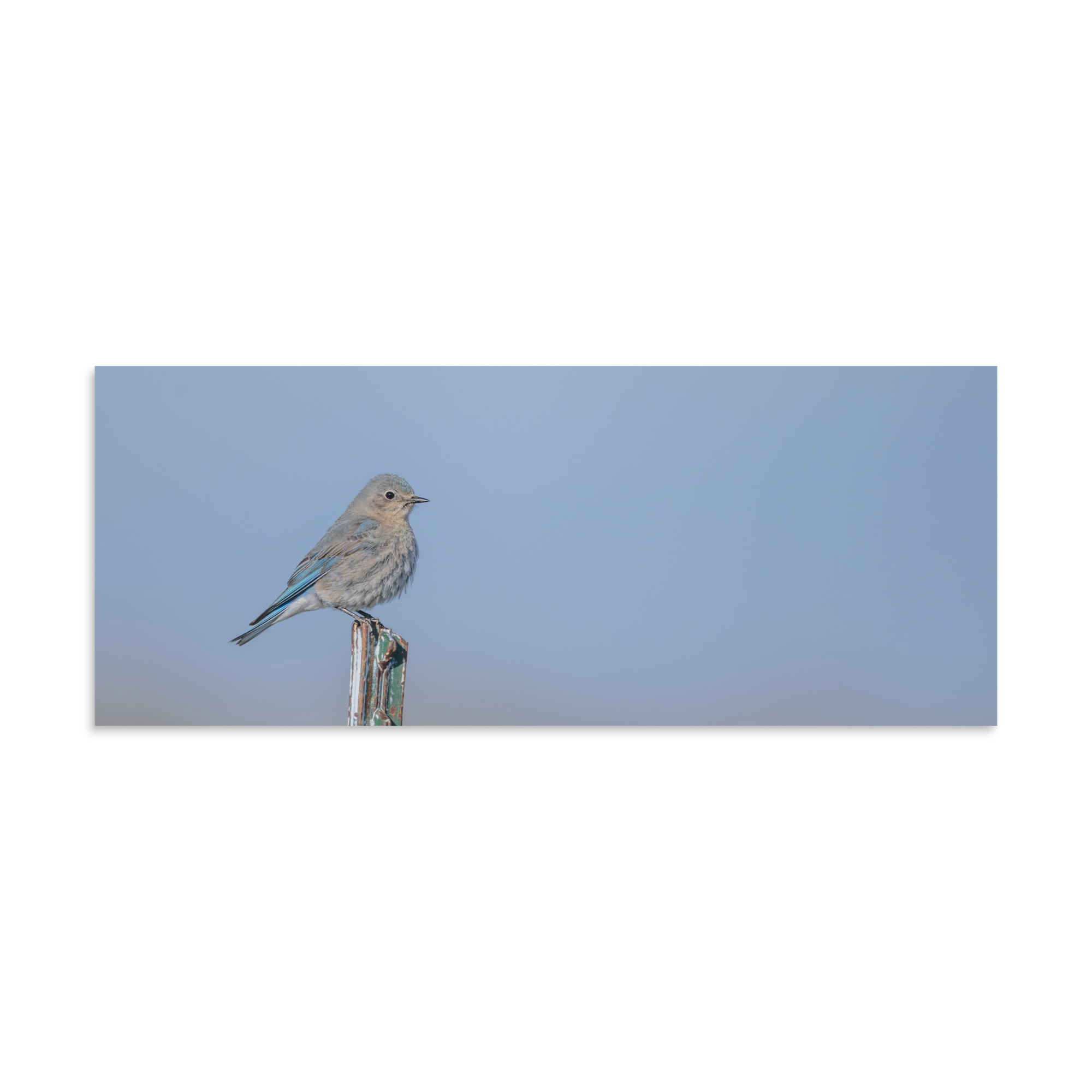 Female Mountain Bluebird! Photo paper poster - Image 22