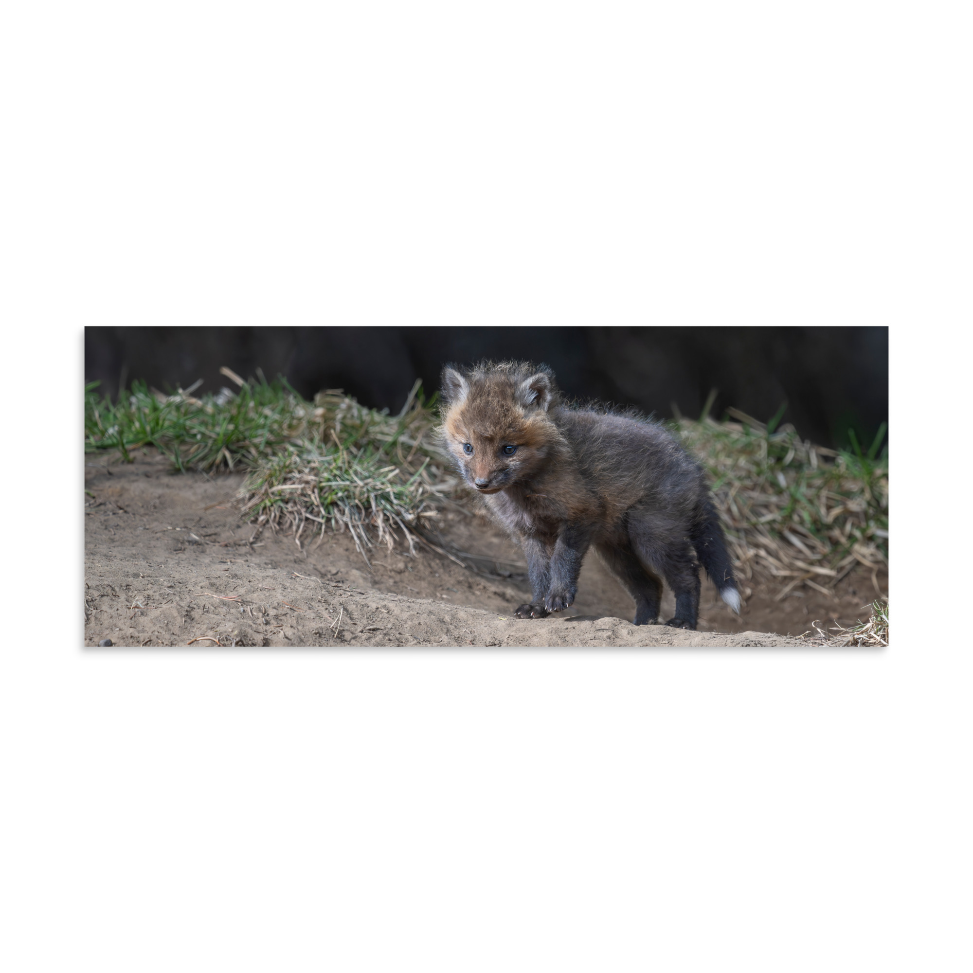 Curious Fox Cub! Photo paper poster - Image 23