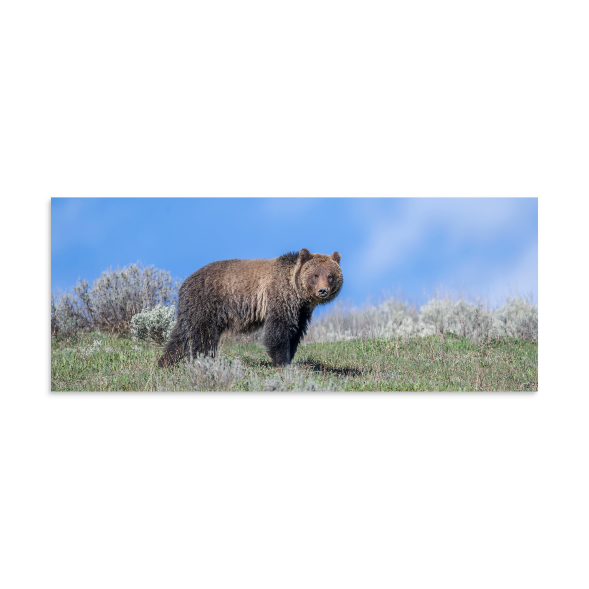 Gentle Brown Eyes in a Blue Sky! Photo paper poster - Image 23
