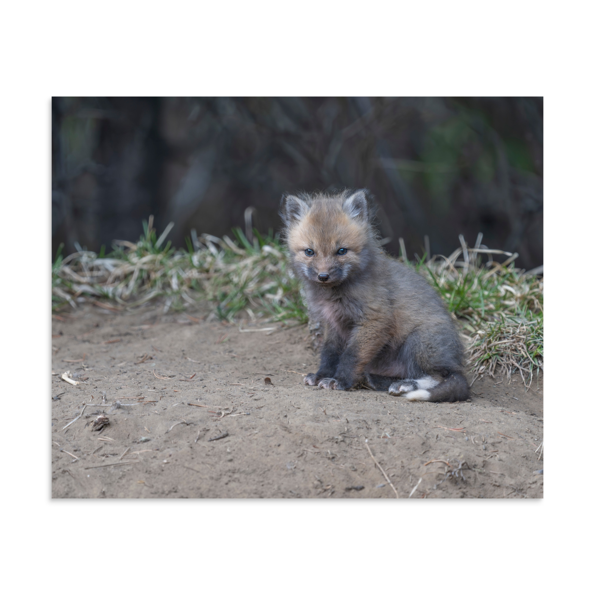 Baby Fox! Photo paper poster - Image 24