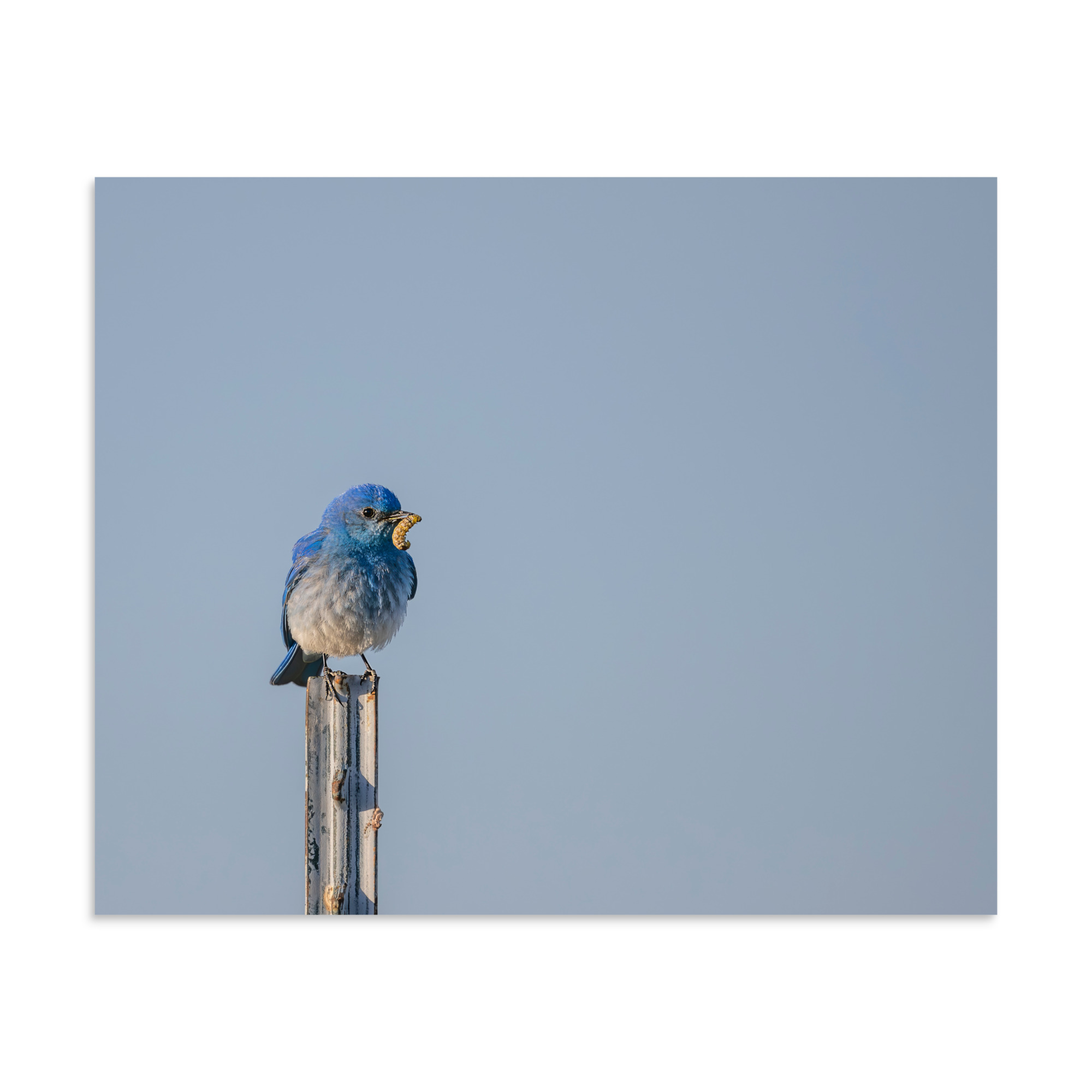 Mountain Blue Bird with food! Photo paper poster - Image 23