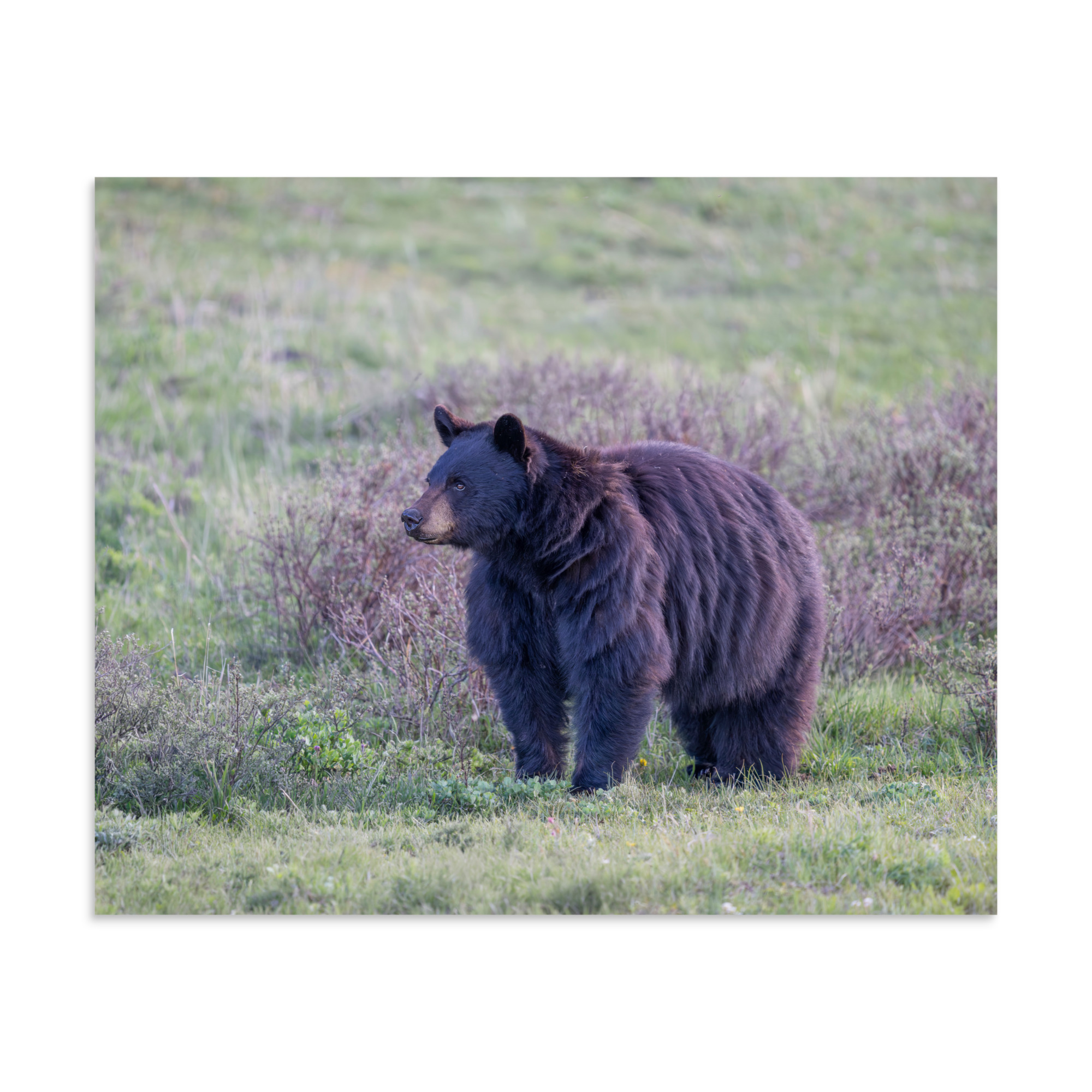American black bear! Photo paper poster - Image 22