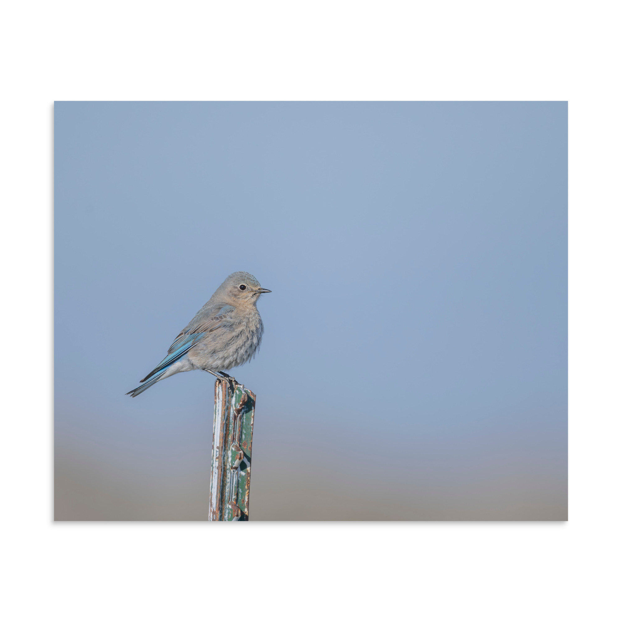 Female Mountain Bluebird! Photo paper poster - Image 23