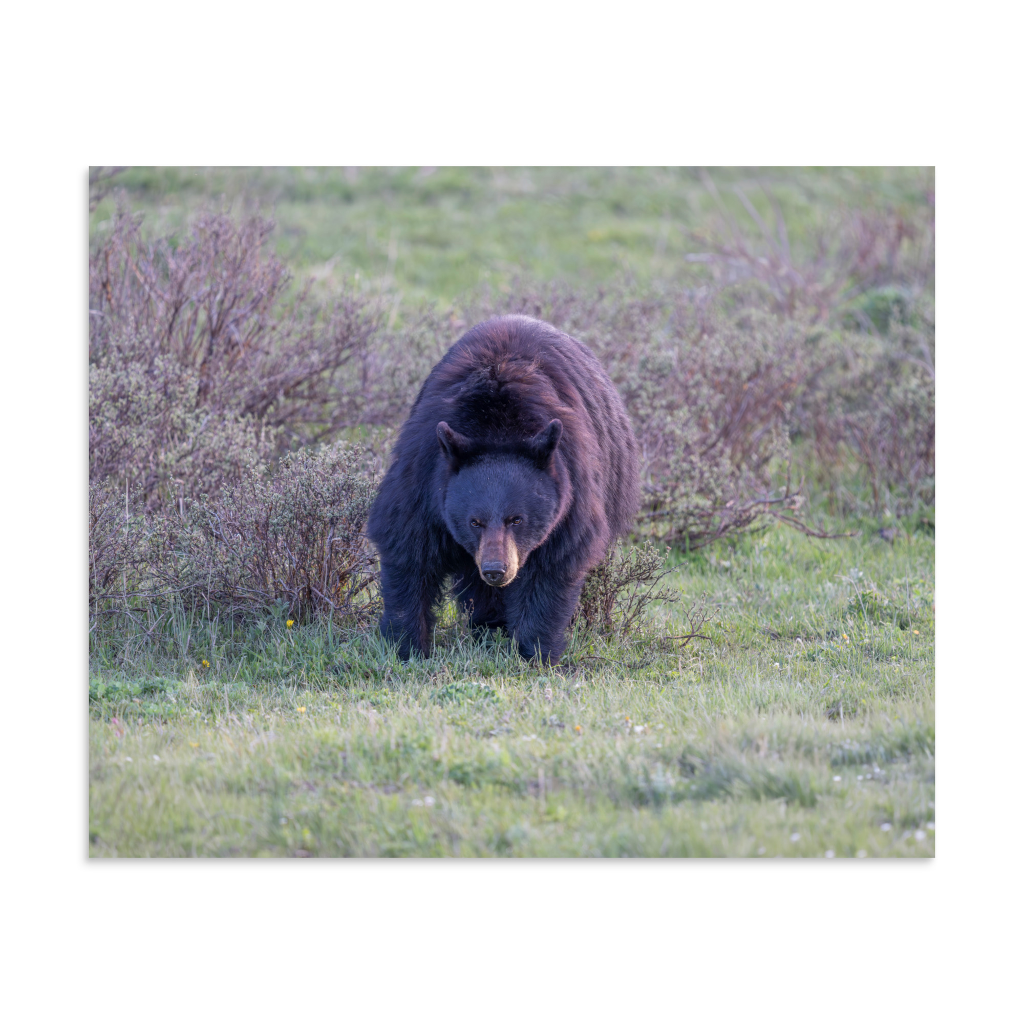 American black bear! Photo paper poster - Image 23