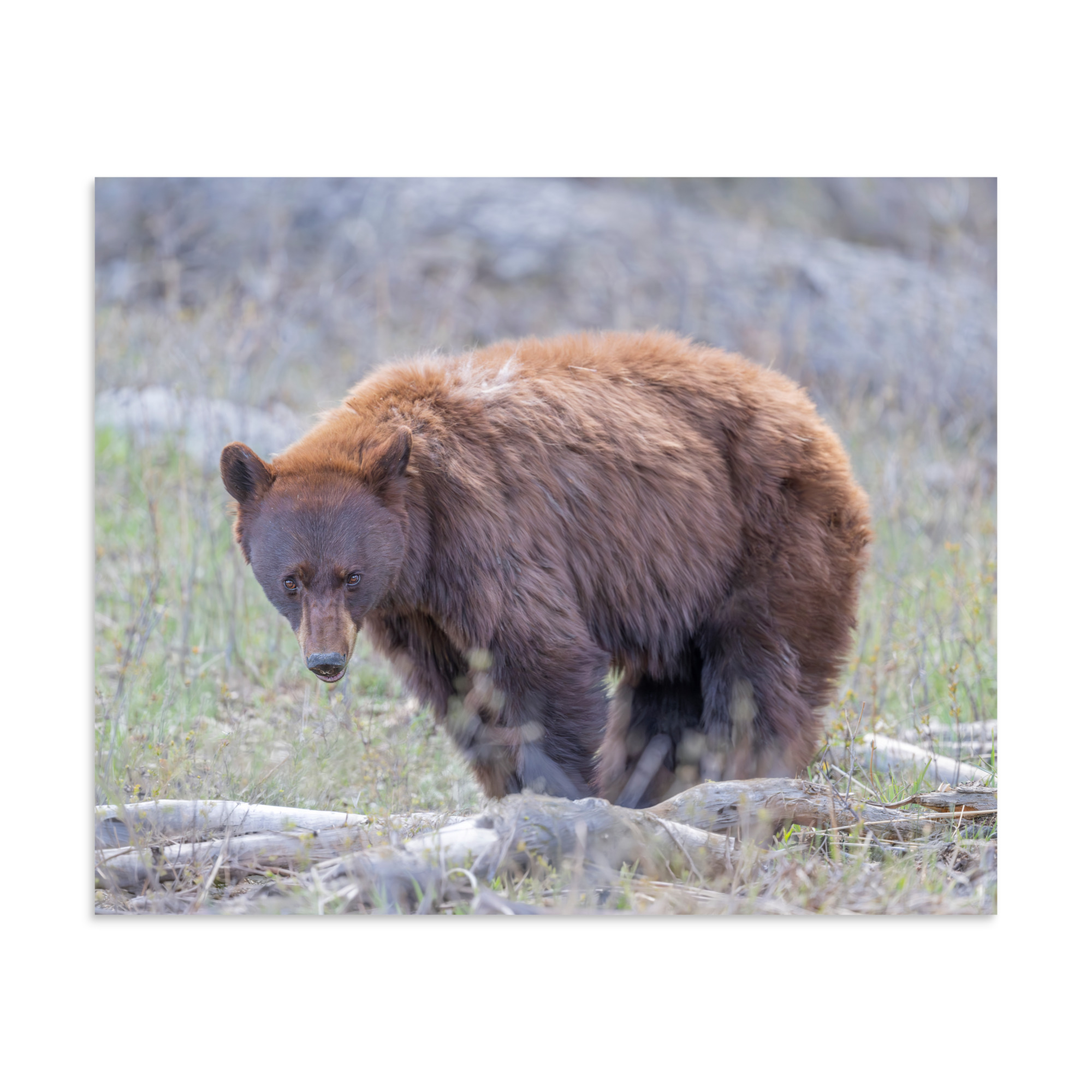 Cinnamon bear! Photo paper poster - Image 21