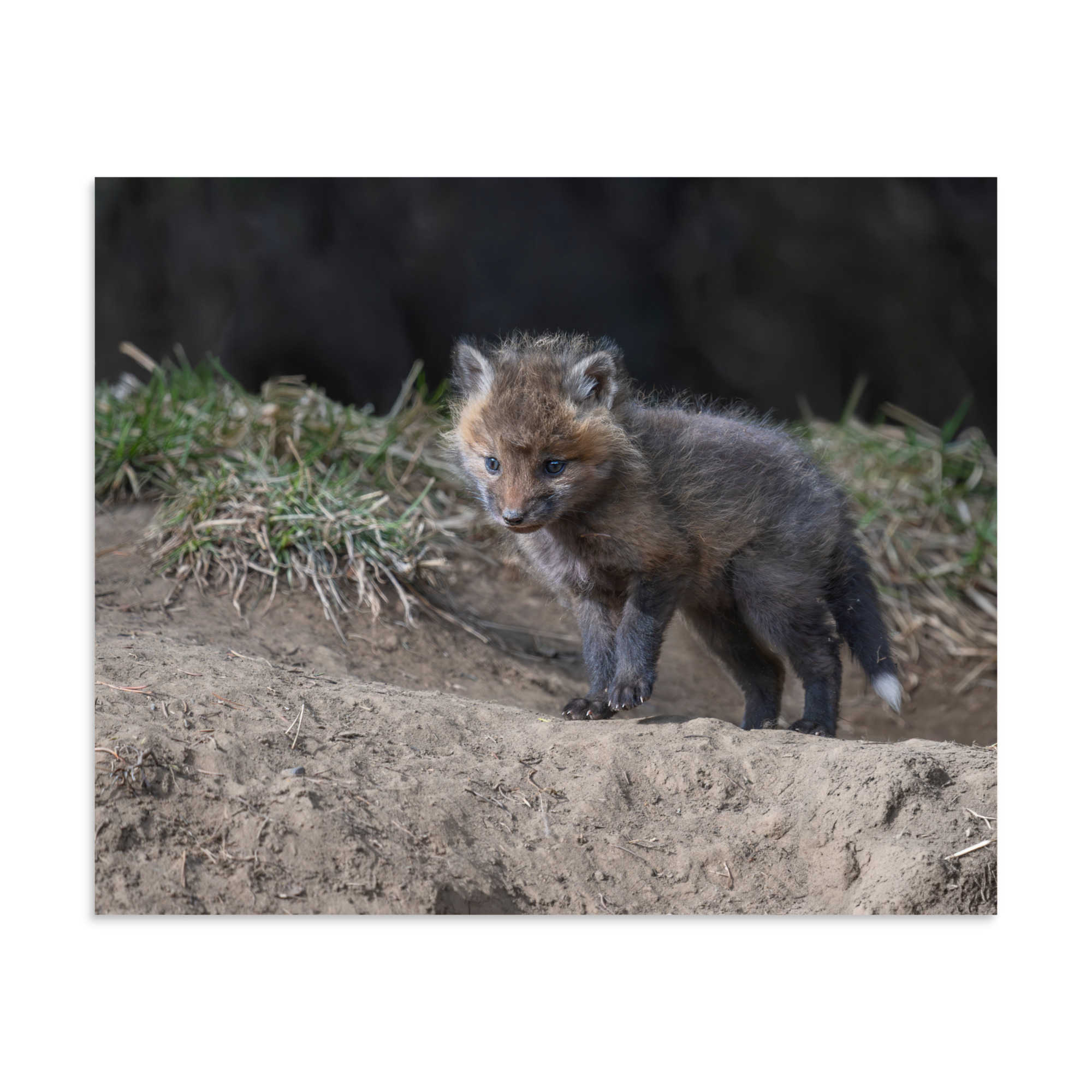 Curious Fox Cub! Photo paper poster - Image 24