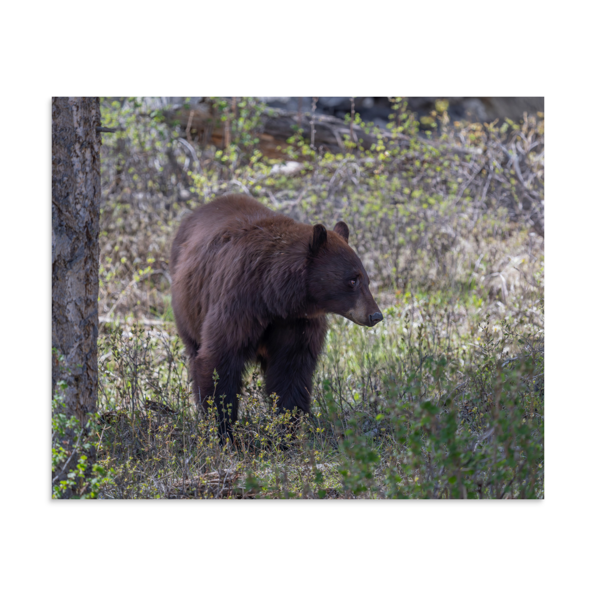 Cinnamon bear! Photo paper poster - Image 23