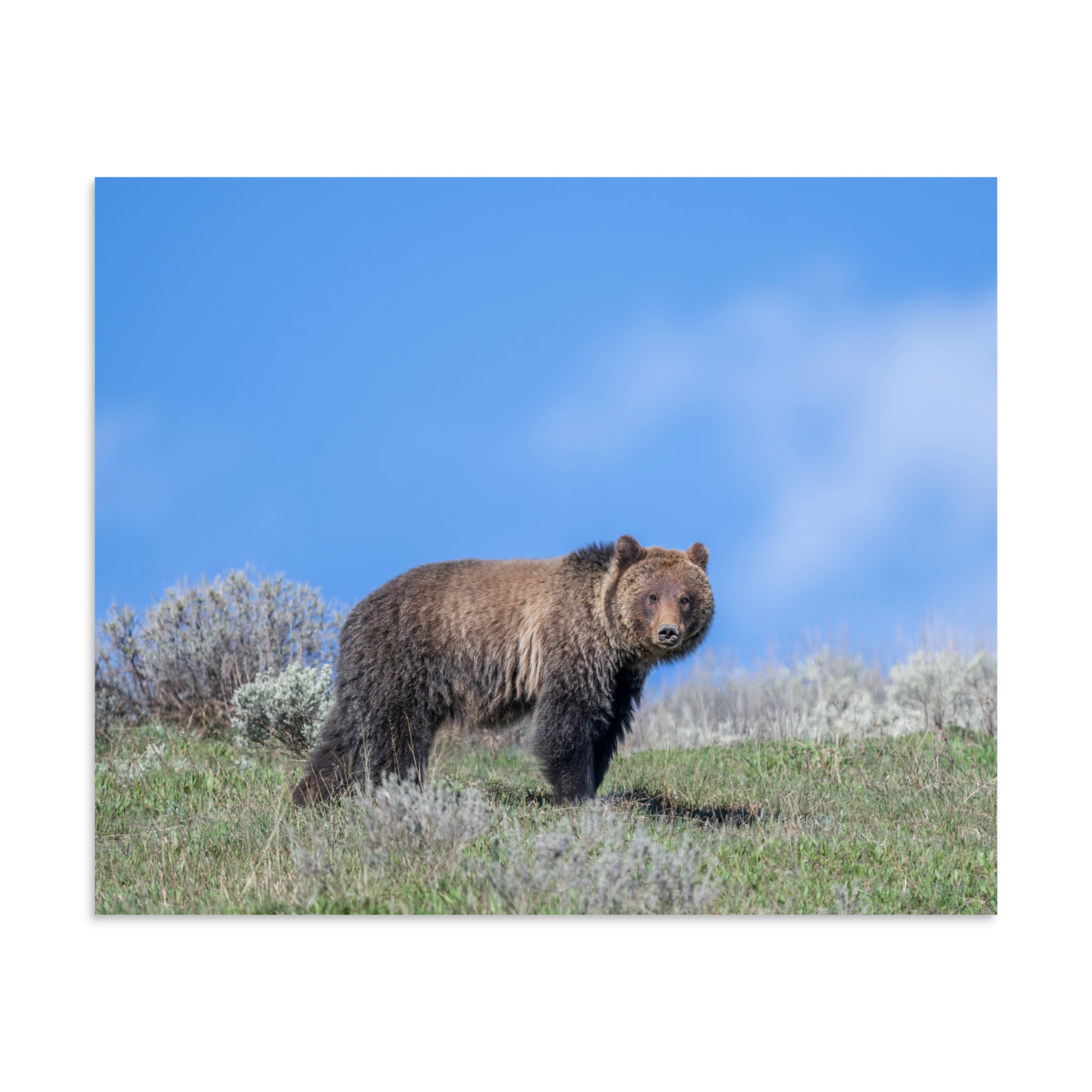 Gentle Brown Eyes in a Blue Sky! Photo paper poster - Image 24