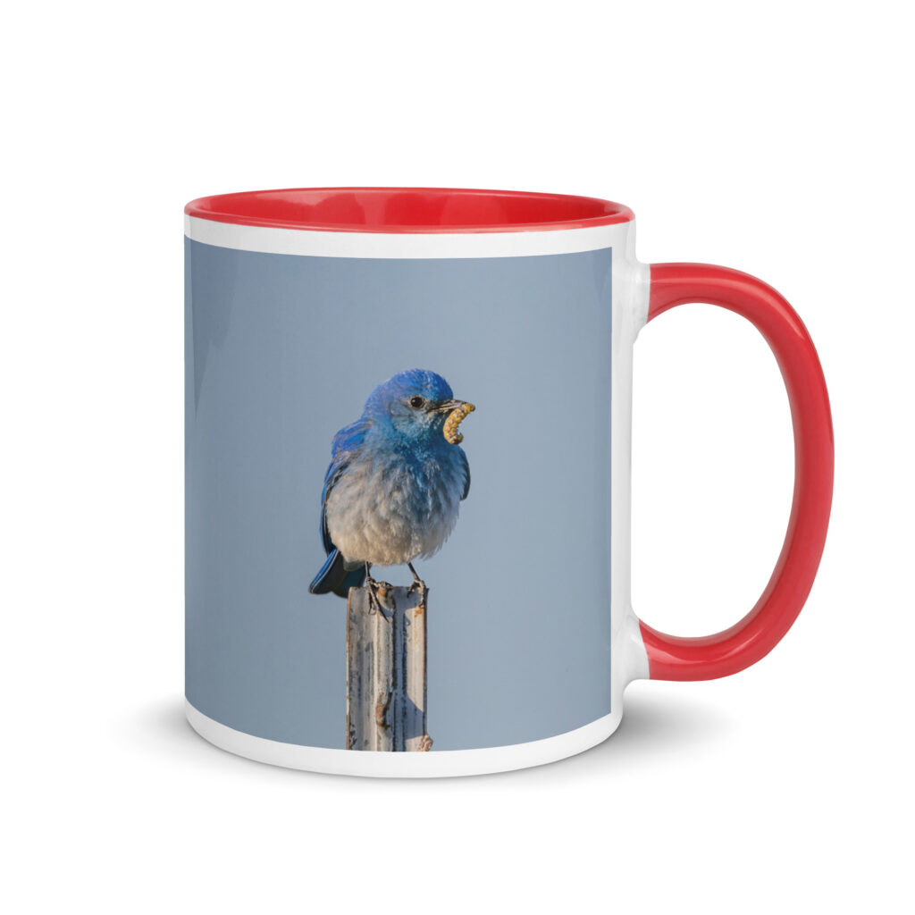 Mountain Blue Bird with food! Mug with Color Inside