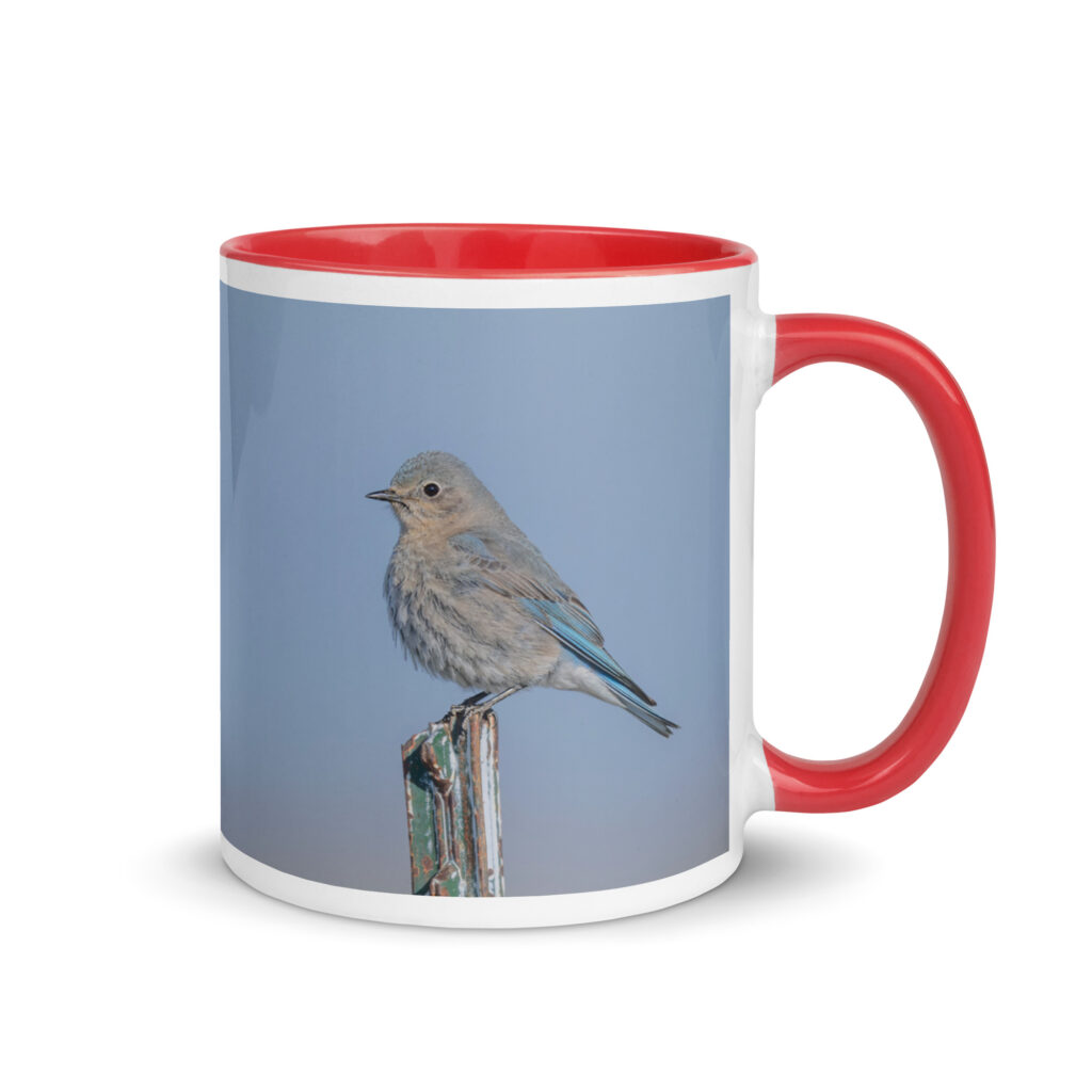 Female Mountain Bluebird! Mug with Color Inside
