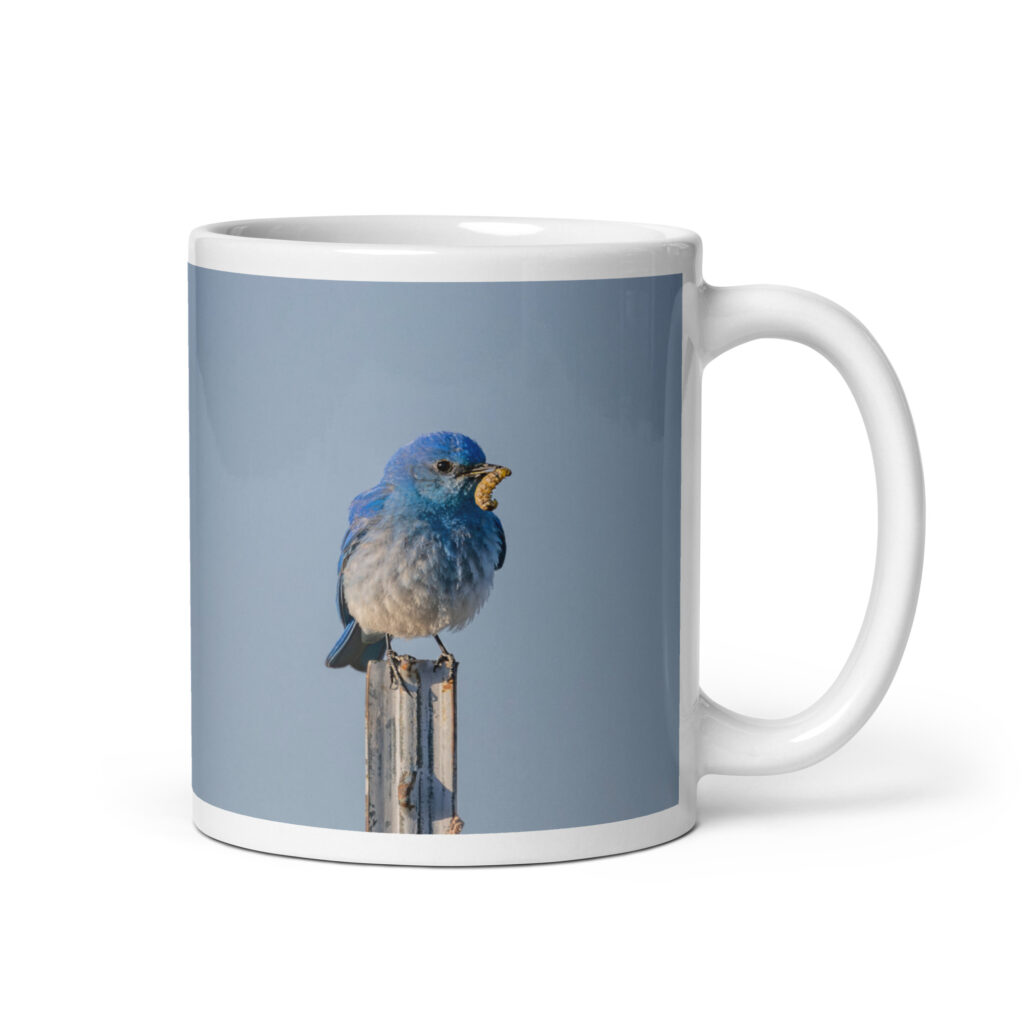 Mountain Blue Bird with food! White glossy mug