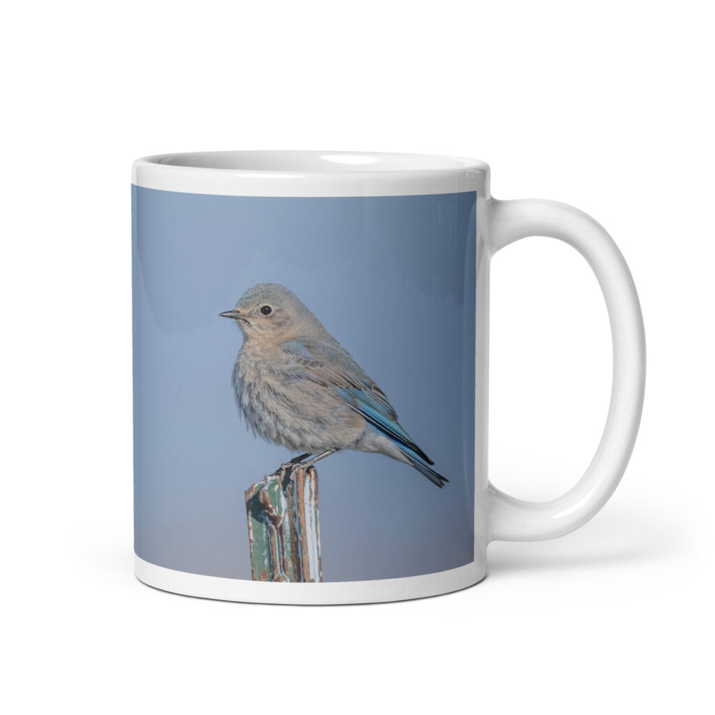 Female Mountain Bluebird! White glossy mug
