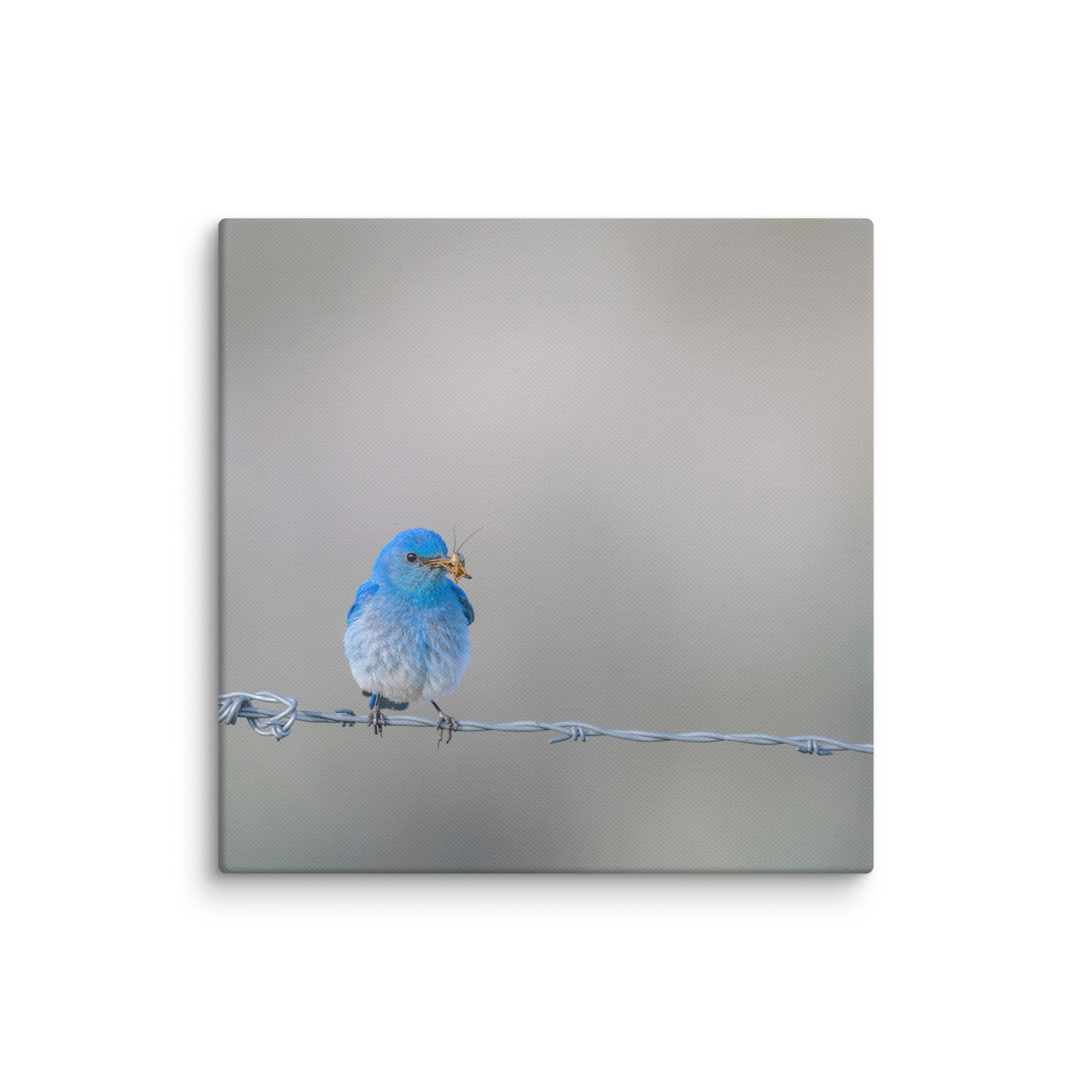 Mountain Blue Bird! Canvas - Image 2