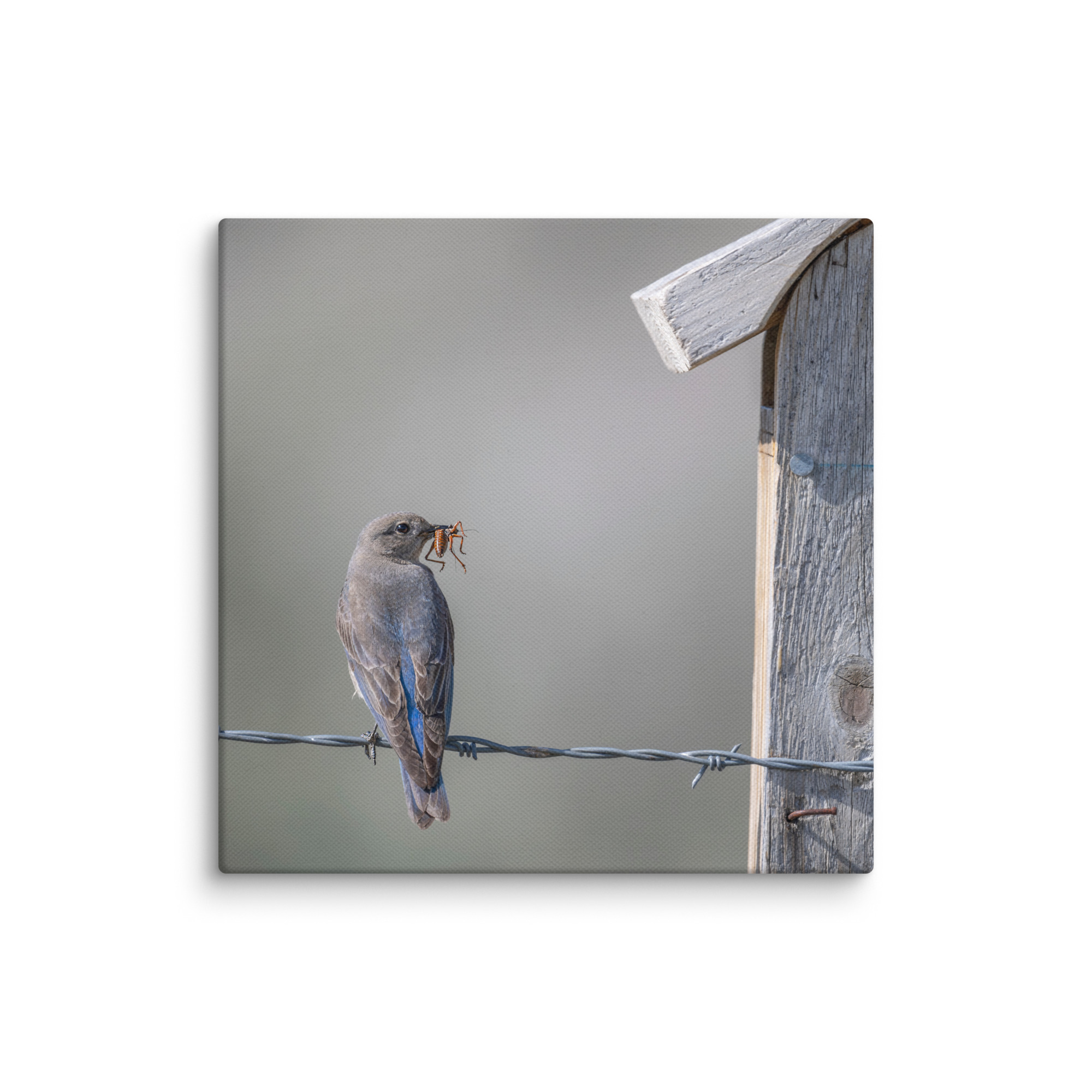 Mama Mountain bluebird with food! Canvas - Image 2