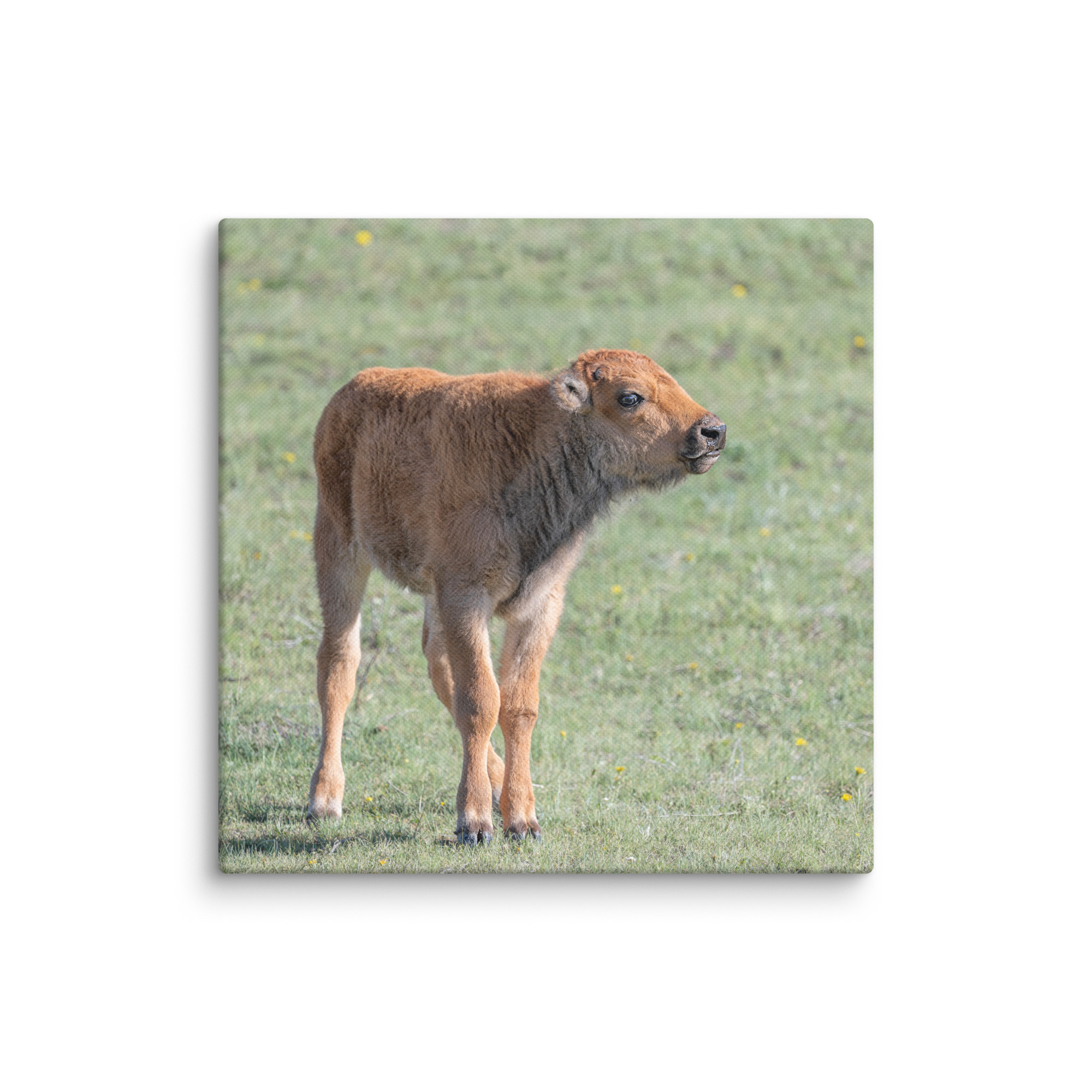 Baby Bison! Canvas - Image 2