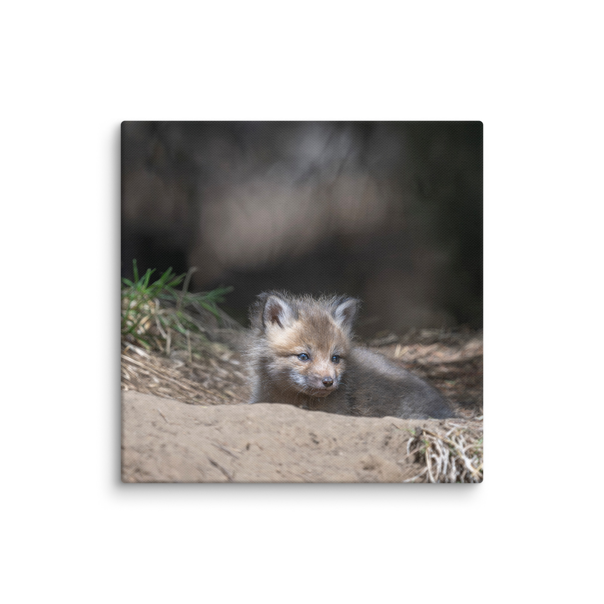 Baby Red fox waiting for Mom! Canvas - Image 2