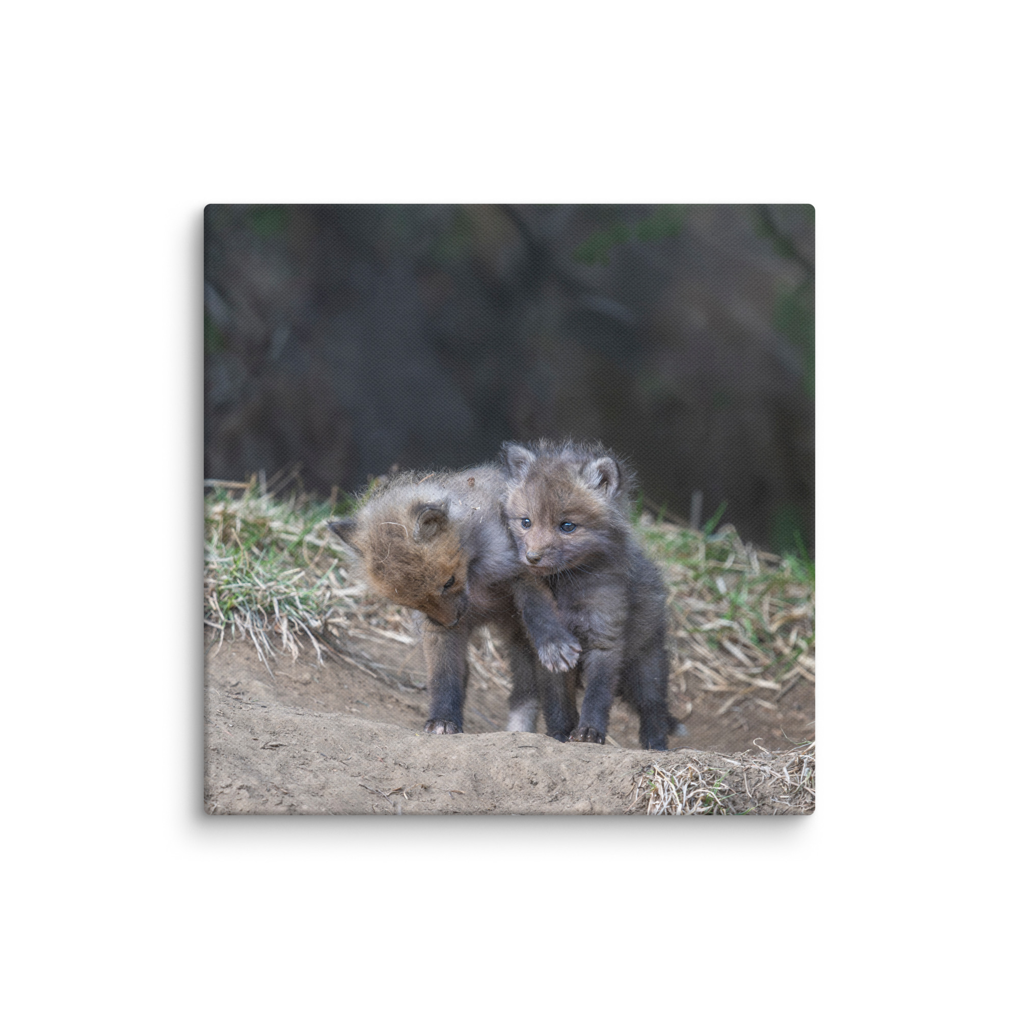 Brothers in Arms Red fox kits! Canvas - Image 2